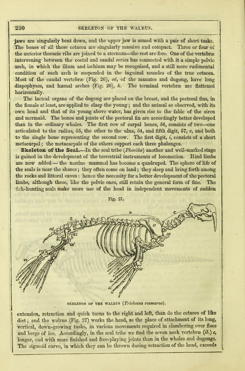 jaws are singularly bent down, and the upper jaw is armed with a pair of short tusks. The bones of all these cetacea are singularly massive and compact. Three or four of the anterior thoracic ribs are joined to a sternum—the rest are free. One of the vertebras intervening between the costal and caudal series has connected with it a simple pelvic arch, in which the ilium and ischium may be recognised, and a still more rudimental condition of such arch is suspended in the inguinal muscles of the true cetacea. Most of the caudal vertebras (Fig. 26), cd, of the manatee and dugong, have long diapophyses, and haemal arches (Fig. 26), h. The terminal vertebras are flattened horizontally. The lacteal organs of the dugong are placed on the breast, and the pectoral fins, in the female at least, are applied to clasp the young ; and the animal so observed, with its own head, and that of its young above water, has given rise to the fable of the siren and mermaid. The bones and joints of the pectoral fin are accordingly better developed than in the ordinary whales. The first row of carpal bones, 56, consists of two—one articulated to the radius, 55, the other to the ulna, 54, and fifth digit, 57, v, and both to the single bone representing the second row. The first digit, i, consists of a short metacarpal; the metacarpals of the others support each three phalanges. Skeleton of the Seal.—In the seal tribe (Phociclce) another and well-marked stage is gained in the development of the terrestrial instruments of locomotion. Hind limbs are now added — the marine mammal has become a quadruped. The sphere of life of the seals is near the shores ; they often come on land; they sleep and bring forth among the rocks and littoral caves : hence the necessity for a better development of the pectoral limbs, although these, like the pelvic ones, still retain the general form of fins. The fish-hunting seals make more use of the head in independent movements of sudden Fig. 27. r skeleton of the walrus (Trichecus rosmarus). extension, retraction and quick turns to the right and left, than do the cetacea of like diet; and the walrus (Fig. 27) works the head, as the place of attachment of its long, vertical, down-growing tusks, in various movements required in clambering over floes and bergs of ice. Accordingly, in the seal tribe we find the seven neck vertebras (ib.) c, longer, and with more finished and free-playing joints than in the whales and dugongs. The sigmoid curve, in which they can be thrown during retraction of the head, exceeds