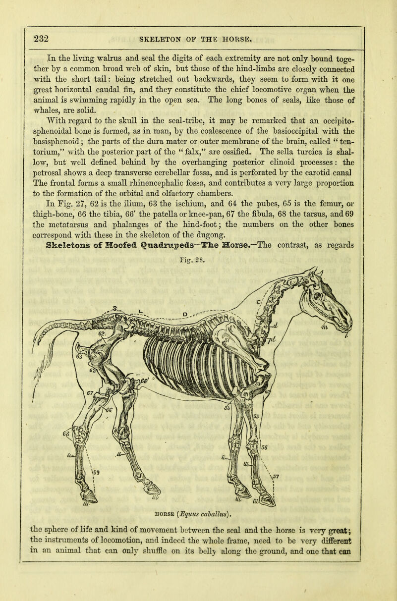 In the living walrus and seal the digits of each extremity are not only bound toge- ther by a common broad web of skin, but those of the hind-limbs are closely connected with the short tail: being stretched out backwards, they seem to form with it one great horizontal caudal fin, and they constitute the chief locomotive organ when the animal is swimming rapidly in the open sea. The long bones of seals, like those of whales, are solid. With regard to the skull in the seal-tribe, it may be remarked that an occipito- sphenoidal bone is formed, as in man, by the coalescence of the basioccipital with the basisphenoid; the parts of the dura mater or outer membrane of the brain, called  ten- torium, with the posterior part of the  falx, are ossified. The sella turcica is shal- low, but well defined behind by the overhanging posterior clinoid processes : the petrosal shows a deep transverse cerebellar fossa, and is perforated by the carotid canal The frontal forms a small rhinencephalic fossa, and contributes a very large proportion to the formation of the orbital and olfactory chambers. In Fig. 27, 62 is the ilium, 63 the ischium, and 64 the pubes, 65 is the femur, or thigh-bone, 66 the tibia, 66' the patella or knee-pan, 67 the fibula, 68 the tarsus, and 69 the metatarsus and phalanges of the hind-foot; the numbers on the other bones correspond with these in the skeleton of the dugong. Skeleton's of Hoofed Quadrupeds—The Horse.—The contrast, as regards Fig. 28. horse [Equus caballus). the sphere of life and kind of movement between the seal and the horse is very great; the instruments of locomotion, and indeed the whole frame, need to be very different in an animal that can only shuffle on its bell} along the ground, and one that can /