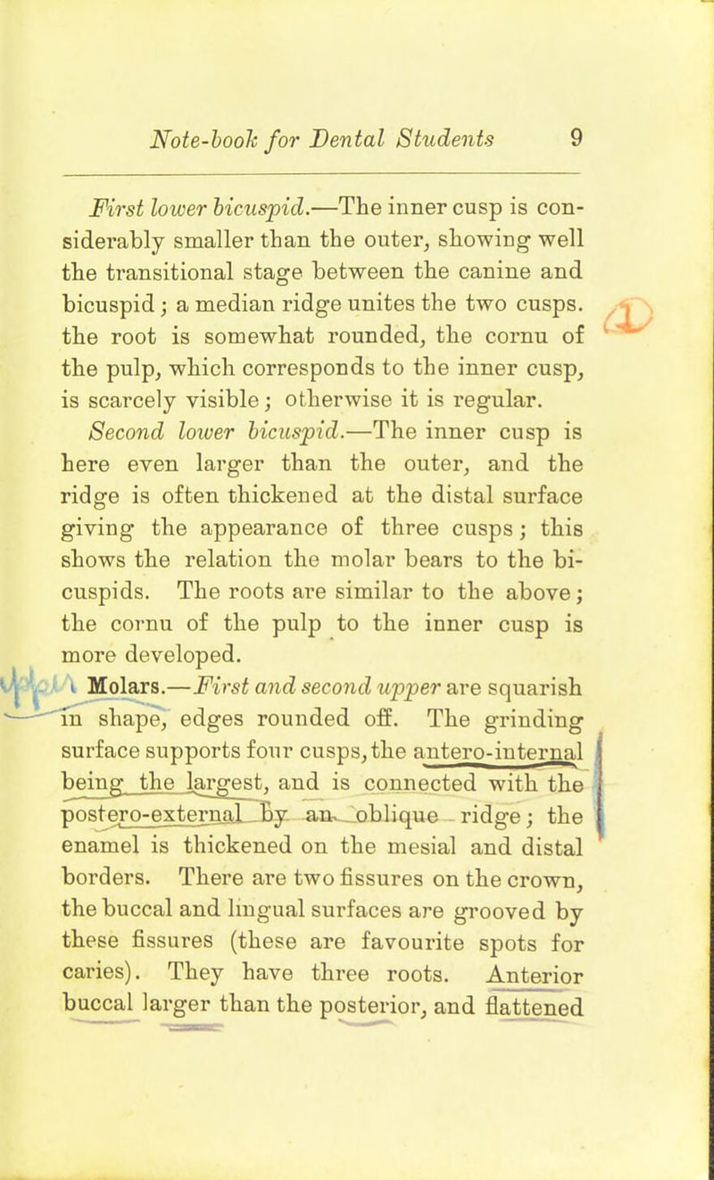 First lower bicuspid.—The inner cusp is con- siderably smaller than the outer, showing well the transitional stage between the canine and bicuspid; a median ridge unites the two cusps, the root is somewhat rounded, the cornu of the pulp, which corresponds to the inner cusp, is scarcely visible; otherwise it is regular. Second lower bicuspid.—The inner cusp is here even larger than the outer, and the ridge is often thickened at the distal surface giving the appearance of three cusps; this shows the relation the molar bears to the bi- cuspids. The roots are similar to the above; the cornu of the pulp to the inner cusp is more developed. i Molars.—First and second upper are squarish in shape, edges rounded off. The grinding surface supports four cusps, the antero-internal being the 1 1 is connected with the postero-ext , k . oblique - ridge; the enamel is thickened on the mesial and distal borders. There are two fissures on the crown, the buccal and lingual surfaces are grooved by these fissures (these are favourite spots for caries). They have three roots. Anterior buccal larger than the posterior, and flattened