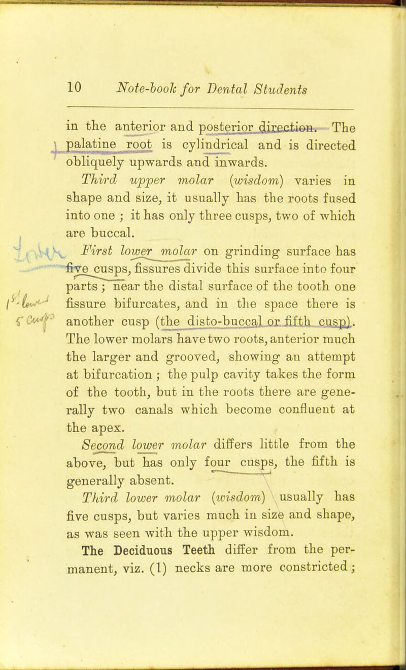 r* rcvf* in tlie anterior and posterior direction. The palatine root is cylindrical and is directed obliquely upwards and inwards. Third upper molar (wisdom) varies in shape and size, it usually has the roots fused into one ; it has only three cusps, two of which are buccal. First lowepjmolar on grinding surface has five^cusps, fissures divide this surface into four parts ;”near the distal surface of the tooth one fissure bifurcates, and in the space there is another cusp (the disto-buccal or fifth cusp). The lower molars have two roots, anterior much the larger and grooved, showing an attempt at bifurcation ; the pulp cavity takes the form of the tooth, but in the roots there are gene- rally two canals which become confluent at the apex. Second lower molar differs little from the above, but has only four cusps, the fifth is « * generally absent. Third lower molar (wisdom) usually has five cusps, but varies much in size and shape, as was seen with the upper wisdom. The Deciduous Teeth differ from the per- manent, viz. (1) necks are more constricted;