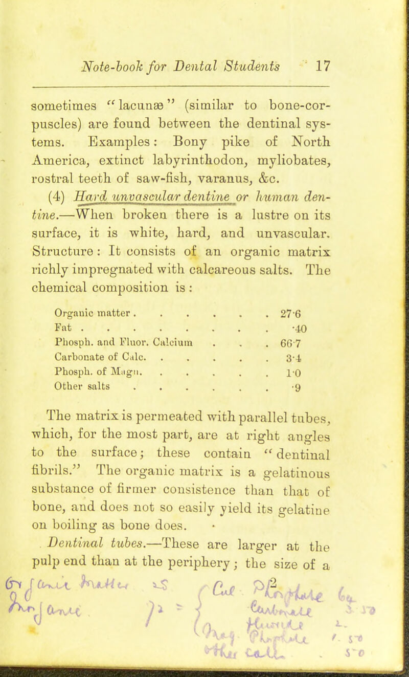sometimes “ lacunae ” (similar to bone-cor- puscles) are found between the dentinal sys- tems. Examples: Bony pike of North America, extinct labyrinthodon, myliobates, rostral teeth of saw-fish, varanus, &c. (4) Hard unvascular dentine or human den- tine.—When broken there is a lustre on its surface, it is white, hard, and unvascular. Structure : It consists of an organic matrix richly impregnated with calcareous salts. The chemical composition is : Organic matter .... . 27 6 Fat Phosph. and Fluor. Calcium . 667 Carbonate of Calc. . 3-4 Phosph. of Magn. . 10 Other salts .... •9 The matrix is permeated with parallel tubes, which, for the most part, are at right angles to the surface j these contain se dentinal fibrils.” The organic matrix is a gelatinous substance of firmer consistence than that of bone, and does not so easily yield its gelatine on boiling as bone does. Dentinal tubes.—These are larger at the pulp end than at the periphery; the size of a ) K-tunO (rUfUu Hi!, UJL L. f- S-e