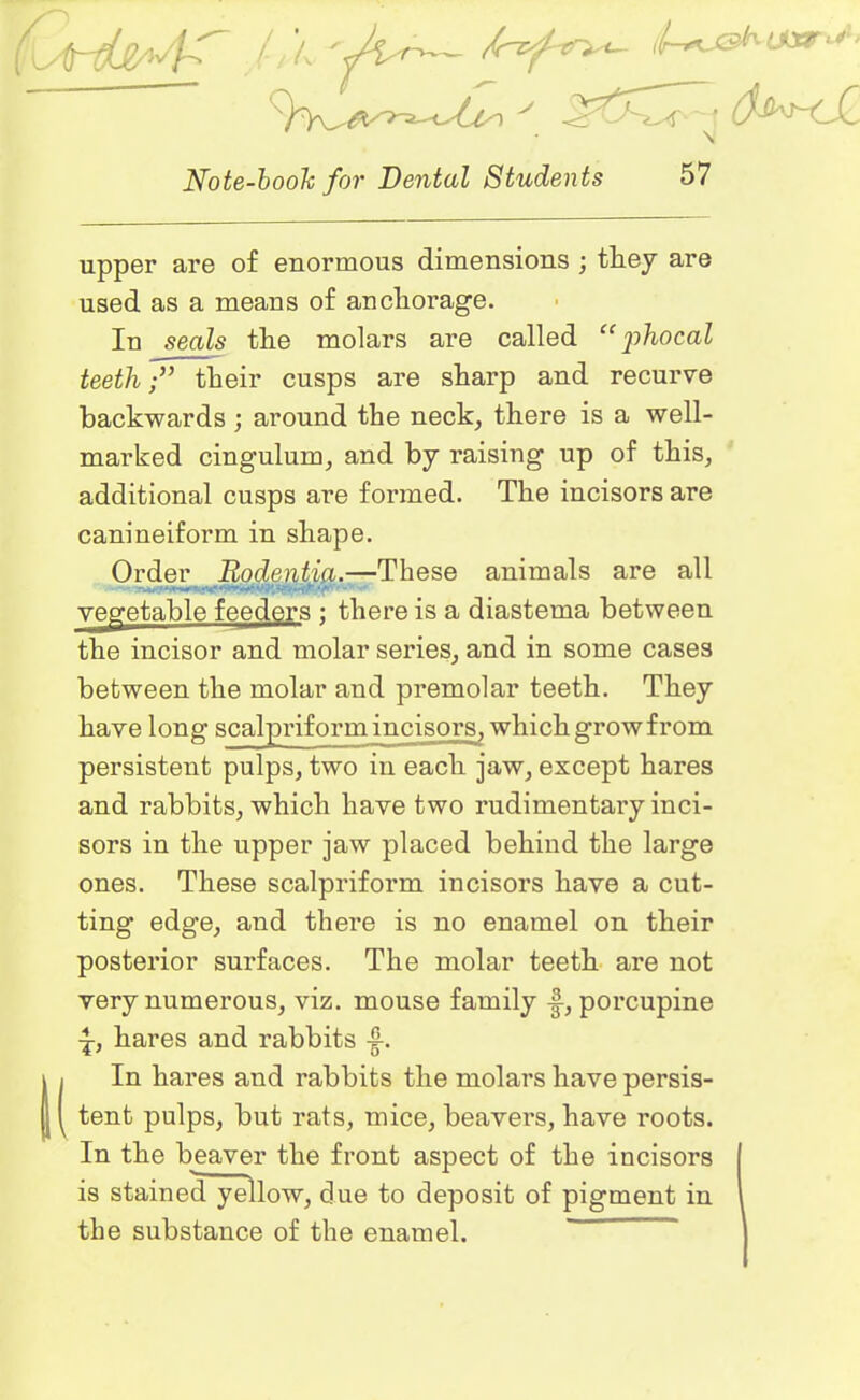 upper are of enormous dimensions ; they are used as a means of ancliorage. In seals the molars are called “ phocal teeththeir cusps are sharp and recurve backwards ; around the neck, there is a well- marked cingulum, and by raising up of this, additional cusps are formed. The incisors are canineiform in shape. Order Rodentia.—These animals are all vegetable feeders ; there is a diastema between the incisor and molar series, and in some cases between the molar and premolar teeth. They have long scalpriform incisors, which grow from persistent pulps, two in each jaw, except hares and rabbits, which have two rudimentaxy inci- sors in the upper jaw placed behind the large ones. These scalpriform incisors have a cut- ting* edge, and there is no enamel on their posterior surfaces. The molar teeth are not very numerous, viz. mouse family J-, porcupine hares and rabbits HIn hares and rabbits the molars have persis- tent pulps, but rats, mice, beavers, have roots. In the beaver the front aspect of the incisors is stained yellow, clue to deposit of pigment in the substance of the enamel.