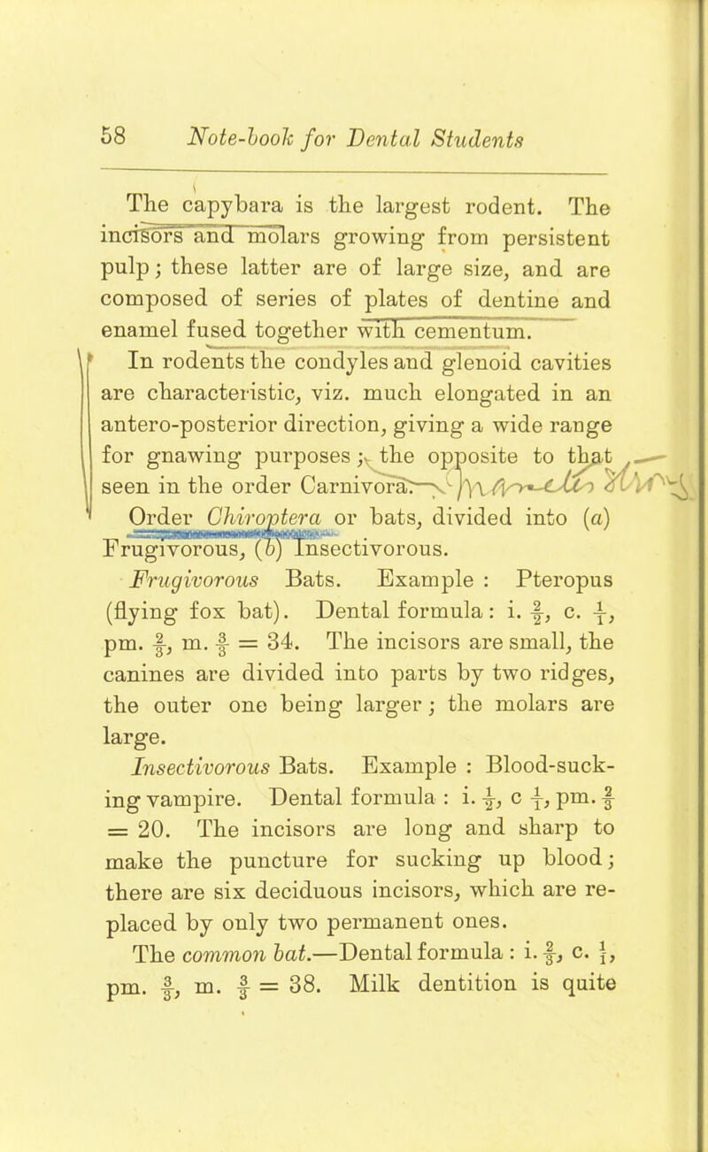 The capybara is the largest rodent. The inciiTora'andT”molars growing from persistent pulp; these latter are of large size, and are composed of series of plates of dentine and enamel fused together with cementum. In rodents the condyles and glenoid cavities are characteristic, viz. much elongated in an antero-posterior direction, giving a wide range for gnawing purposes; the opposite to that seen in the order Carnivora:— Order Ghiroptera or bats, divided into (a) Frugivorous, (o) Insectivorous. Frugivorous Bats. Example : Pteropus (flying fox bat). Dental formula : i. -|, c. , pm. m. = 34. The incisors are small, the canines are divided into parts by two ridges, the outer one being larger; the molars are large. Insectivorous Bats. Example : Blood-suck- ing vampire. Dental formula : i. ■£, c pm. J- = 20. The incisors are long and sharp to make the puncture for sucking up blood; there are six deciduous incisors, which are re- placed by only two permanent ones. The common bat.—Dental formula : i. f, c. pm. f, m. | = 38. Milk dentition is quite