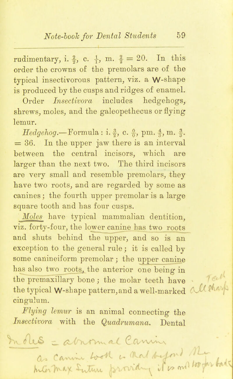 rudimentary, i. c. m. \ = 20. In this order the crowns of the premolars are of the typical insectivorous pattern, viz. a W-shape is produced by the cusps and ridges of enamel. Order Insectivora includes hedgehogs, shrews, moles, and the galeopethecus or flying lemur. Hedgehog.—Formula : i. -§, c. pm. m. f-. = 36. In the upper jaw there is an interval between the central incisors, which are larger than the next two. The third incisors are very small and resemble premolars, they have two roots, and are regarded by some as canines ; the fourth upper premolar is a large square tooth and has four cusps. Moles have typical mammalian dentition, viz. forty-four, the lower canine has two roots and shuts behind the upper, and so is an exception to the general rule; it is called by some canineiform premolar; the upper canine has also two roots, the anterior one being in the premaxillary bone ; the molar teeth have ' the typical W-shape pattern,and a well-marked '^ ’ , cingulum. Flying lemur is an animal connecting the Insectivora with the Quadrumana. Dental Vvv .Aw* - fr il^orv^ rtf' ^