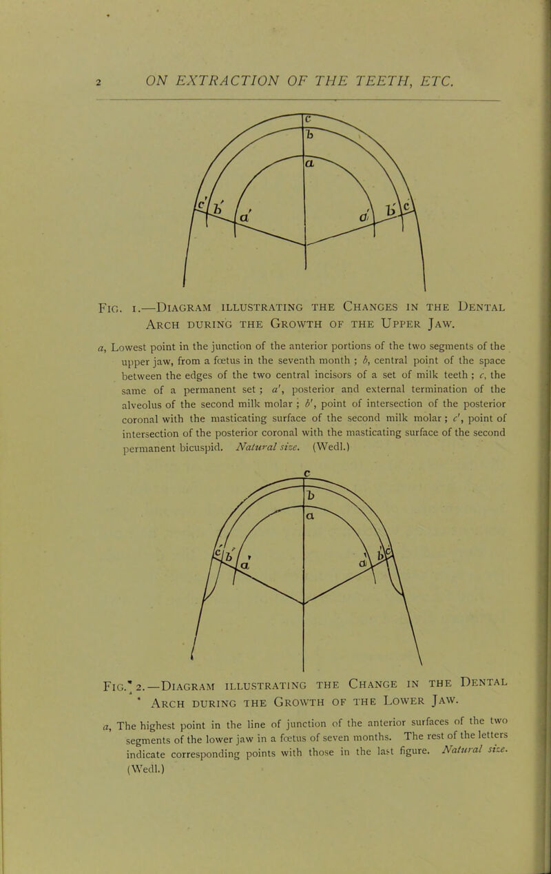 Fig. i.—Diagram illustrating the Changes in the Dental Arch during the Growth of the Upper Jaw. a, Lowest point in the junction of the anterior portions of the two segments of the upper jaw, from a fcetus in the seventh month ; b, central point of the space between the edges of the two central incisors of a set of milk teeth ; <r, the same of a permanent set ; a', posterior and external termination of the alveolus of the second milk molar ; b', point of intersection of the posterior coronal with the masticating surface of the second milk molar; c', point of intersection of the posterior coronal with the masticating surface of the second permanent bicuspid. Natural size. (Wedl.) Fig. 2.—Diagram illustrating the Change in the Dental ' Arch during the Growth of the Lower Jaw. a, The highest point in the line of junction of the anterior surfaces of the two segments of the lower jaw in a fcetus of seven months. The rest of the letters indicate corresponding points with those in the last figure. Natural size. (Wedl.)