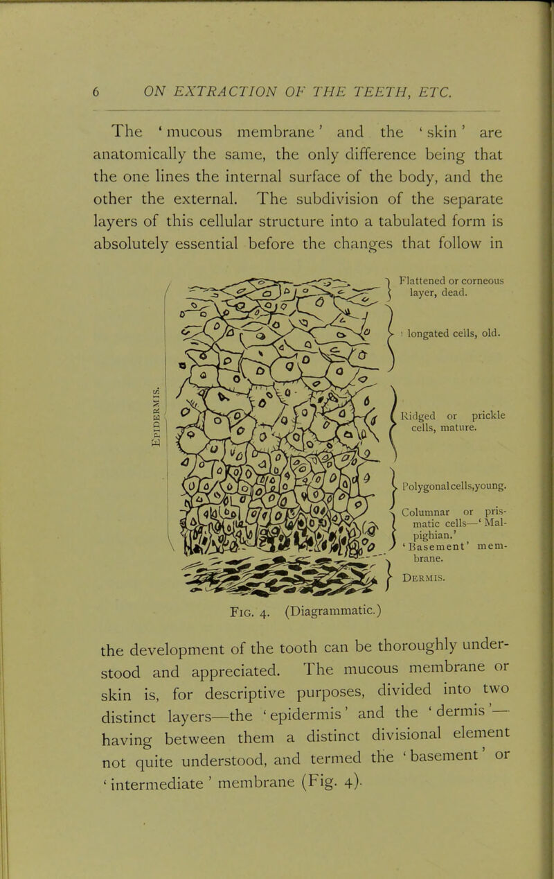 The 1 mucous membrane' and the ' skin' are anatomically the same, the only difference being that the one lines the internal surface of the body, and the other the external. The subdivision of the separate layers of this cellular structure into a tabulated form is absolutely essential before the changes that follow in Flattened or corneous layer, dead. longated cells, old. Ridged or prickle cells, mature. Polygonal cells.young. Columnar or pris- matic cells—' Mal- pighian.' 'Basement' mem- brane. Dermis. W Fig. 4. (Diagrammatic.) the development of the tooth can be thoroughly under- stood and appreciated. The mucous membrane or skin is, for descriptive purposes, divided into two distinct layers—the 'epidermis' and the ' dermis '- having between them a distinct divisional element not quite understood, and termed the ' basement' or 'intermediate ' membrane (Fig. 4).