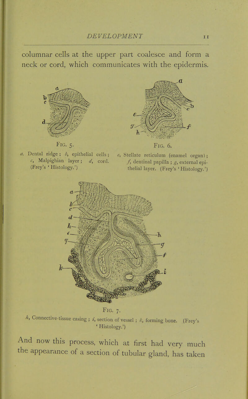 columnar cells at the upper part coalesce and form a neck or cord, which communicates with the epidermis. Fig. 5. Fig. 6. a. Dental ridge; b, epithelial cells; e, Stellate reticulum (enamel organ); c, Malpighian layer; d, cord (Frey's ' Histology.') /, dentinal papilla ; g, external epi- thelial layer. (Frey's 'Histology.') Fig. 7. //, Connective-tissue casing ; i, section of vessel j k, forming bone. (Frey's 1 Histology.') And now this process, which at first had very much the appearance of a section of tubular gland, has taken