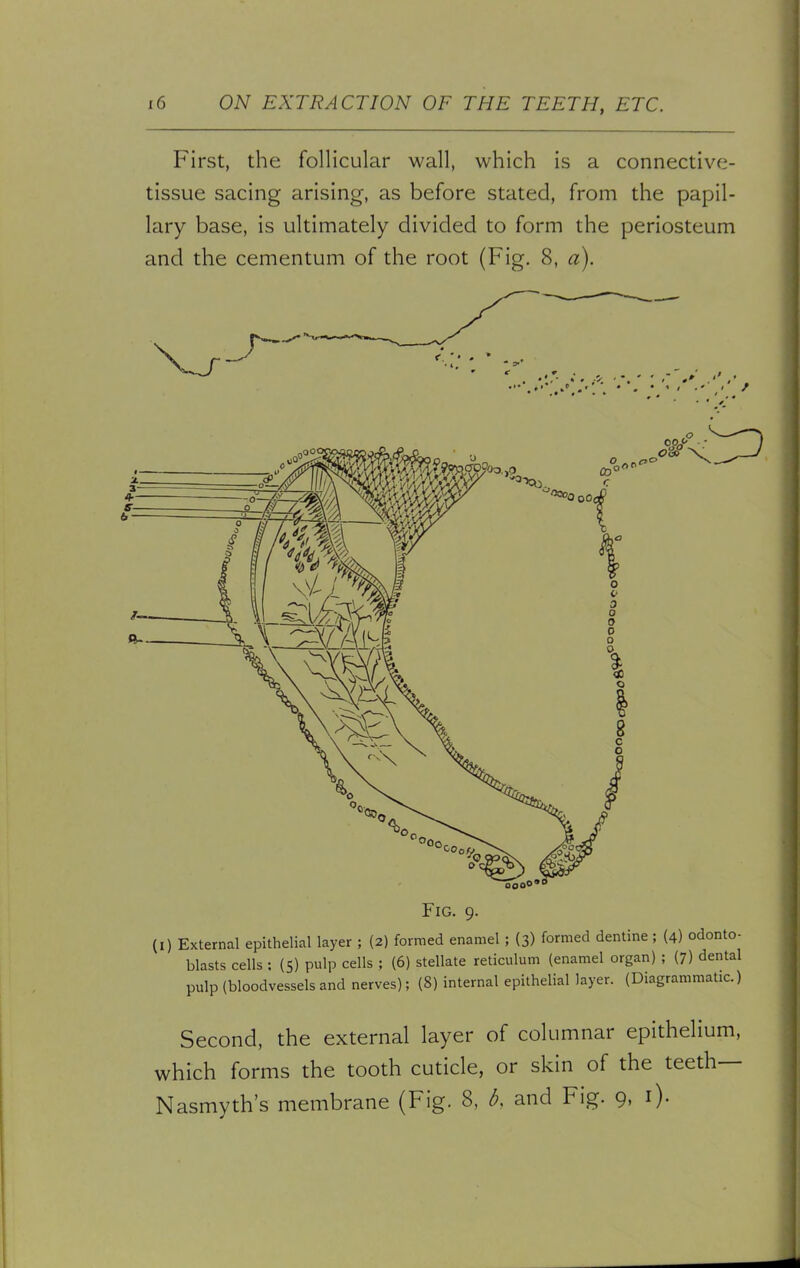 First, the follicular wall, which is a connective- tissue sacing arising, as before stated, from the papil- lary base, is ultimately divided to form the periosteum and the cementum of the root (Fig. 8, a). Fig. 9. (I) External epithelial layer ; (2) formed enamel ; (3) formed dentine ; (4) odonto- blasts cells : (5) pulp cells ; (6) stellate reticulum (enamel organ) ; (7) dental pulp (bloodvessels and nerves); (8) internal epithelial layer. (Diagrammatic.) Second, the external layer of columnar epithelium, which forms the tooth cuticle, or skin of the teeth— Nasmyth's membrane (Fig. 8, 6, and Fig. 9. 0-