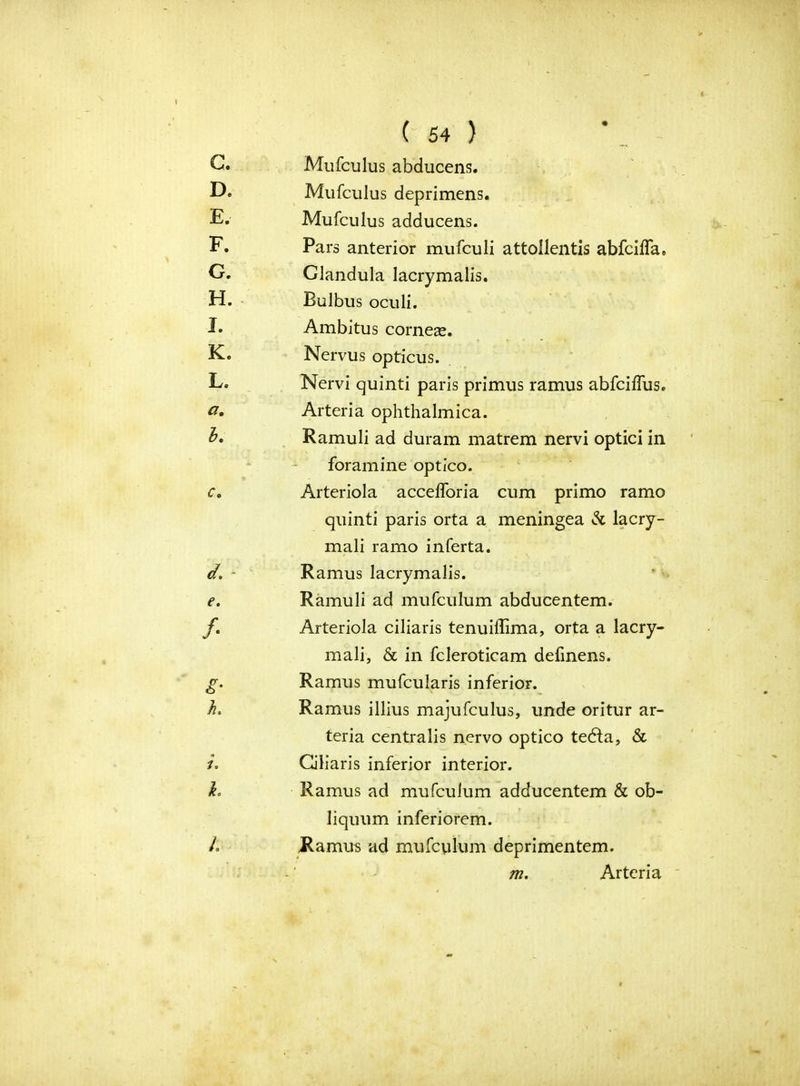 Mufculus abducens. Mufculus deprimens. Mufculus adducens. Pars anterior mufculi attollentis abfcilfa. Glandula lacrymalis. Bulbus oculi. Ambitus cornese. Nervus opticus. Nervi quinti paris primus ramus abfcifliis, Arteria ophthalmica. Ramuli ad duram matrem nervi optici in foramine optico. Arteriola accelforia cum primo ramo quinti paris orta a meningea & lacry- mali ramo inferta. Ramus lacrymalis. Ramuli ad mufculum abducentem. Arteriola ciliaris tenuiffima, orta a lacry- mali, & in fcleroticam defmens. Ramus mufcularis inferior. Ramus illius majufculus, unde oritur ar- teria centralis nervo optico tebfa, & Gliaris inferior interior. Ramus ad mufculum adducentem & ob- liquum inferiorem. Ramus ad mufculum deprimentem. m. Arteria