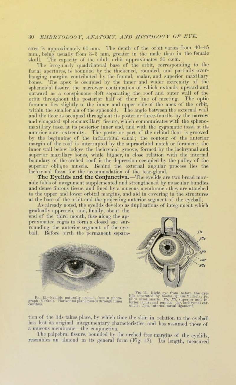 axes is approximately 60 mm. The deptli of the orbit varies from 40-45 mm., being usually from '?>-b mm. greater in the male than in the female skull. The capacity of the adult orbit approximates 30 c.cm. The irregularly (juadrilateral base of the orbit, corresponding to the facial apertures, is bounded by the thickened, rounded, and partially over- hanging margins contributed by the frontal, malar, and superior maxillary bones. The apex is occupied by the inner and wider extremity of the sphenoidal tissure, the narrower contimiation of which extends upward and outward as a conspicuous cleft sejiarating the roof and outer wall of the orbit throughout the posterior half of their line of meeting. The optic foramen lies slightly to the inner and u])per side of the apex of the orbit, within the smaller ala of the sphenoid. The angle between the external wall and the Hoor is occupied throughout its posterior three-fourths by the narrow and elongated sphenomaxillary fissure, which conuiiunicates with the spheno- maxillary fossa at its posterior inner end, and wath the zygomatic fossa at its anterior outer extremity. The posterior j)art of the orbital floor is grooved by the beginning of the infraorbital canal; the contour of the anterior margin of the roof is interru])ted by the su})raorbital notch or foramen ; the inner wall below lodges the lachrymal groove, formed by the lachrymal and superior maxillary bones, while higher, in close relation with the internal boundary of the arched roof, is the depression occupied by the pulley of the superior oblique muscle. Behind the external angular process lies the lachrymal fossa for the accommodation of the tear-gland. The Byelids and the Conjunctiva.—The eyeHds are two broad mov- able folds of integument supplemented and strengthened by muscular bundles and dense fibrous tissue, and lined by a mucous membrane : they are attached to the upper and lower orbital margins, and aid in covering in the structures at the base of the orbit and the projecting anterior segment of the eyeball. As already noted, the eyelids develop as duplications of integument which gradually a})proach, and, Anally, about the end of the third month, fuse along the ap- proximated edges to form a closed sac sur- rounding the anterior segment of the eye- ball. Before birth the ])ermanent separa- Fig. 12.—Eyelids naturally opened, from a photo- graph (Merkel). Horizontal plane passes through inner canthus. Fig. 13.—Right eve from before, the eye- lids separated by hooks (Quain-Merkel) : Ps, plica semilunaris: Pis, Pit, superior and in- ferior lachrymal puncta ; Car, lachrymal car- uncle : internal tarsal ligament. tion of the lids takes place, by which time the skin in relation to the eyeball has lost its original integumentary characteristics, and has assumed those of a mucous membrane—the conjunctiva. The palpebral fissure, bounded by the arched free margins of the eyelids, resembles an almond in its general form (Fig. 12). Its length, measured