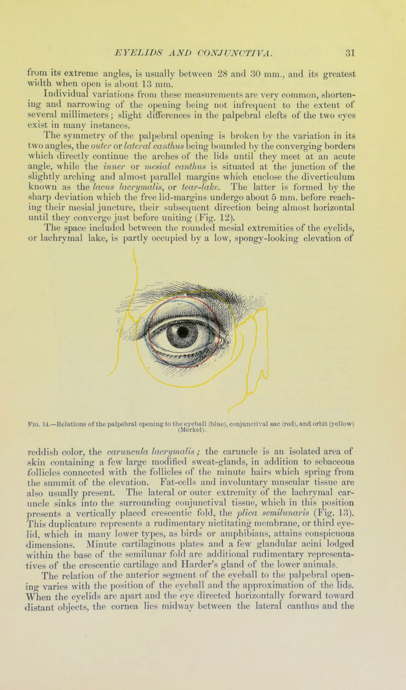 from its extreme angles, is usually between 28 and 30 mm., and its greatest width when open is about 13 mm*. Individual variations from these measurements are very common, shorten- ing and narrowing of the opening being not infrequent to the extent of several millimeters; slight differences in the palpebral clefts of the two eyes exist in many instances. The symmetry of the palpebral opening is broken by the variation in its two angles, the outer or lateral caiithus being bounded by the converging borders which directly continue the arches of the lids until they meet at an acute angle, while the iniier or mesial cantlm.s is situated at the junction of the slightly arching and almost parallel margins which enclose the diverticulum known as the lacas lacrymalis, or tear-lake. The latter is formed by the sharp deviation which the free lid-margins undergo about 5 mm. before reach- ing their mesial juncture, their subsequent direction being almost horizontal until they converge just before uniting (Fig. VI). The space included between the rounded mesial extremities of the eyelids, or lachrymal lake, is partly occupied by a low, spongy-looking elevation of Fig. 14.—Relations of the palpebral opening to the eyeball (blue), conjunctival sac (red), and orbit (yellow) (Merkel). reddish color, the caruneula lacrymalis; the caruncle is an isolated area of skin containing a few large modified sweat-glands, in addition to sebaceous follicles connected with the follicles of the minute hairs which spring from the summit of the elevation. Fat-cells and involuntary muscular tissue are also usually present. The lateral or outer extremity of the lachrymal car- uncle sinks into the surrounding conjunctival tissue, which in this position presents a vertically placed crescentic fold, the plica semilunaris (Fig. 13). This duplicature represents a rudimentary nictitating membrane, or third eye- lid, which in many lower types, as birds or amphibians, attains conspicuous dimensions. Minute cartilaginous plates and a few glandular acini lodged within the base of the semilunar fold are additional rudimentary representa- tives of the crescentic cartilage and Harder's gland of the lower animals. The relation of the anterior segment of the eyeball to the palpebral open- ing varies with the position of the eyeball and the approximation of the lids. When the eyelids are apart and the eye directed horizontally forward toward distant objects, the cornea lies mid^vay between the lateral canthus and the