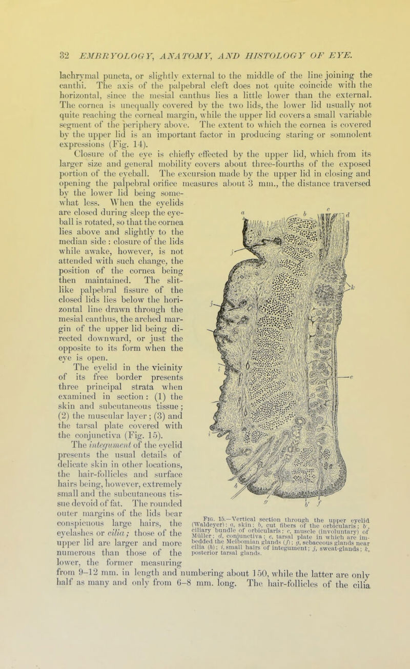 lachrymal puncta, or slightly external to tlie middle of the line joining the canthi. The axis of the palpebral cleft does not quite coincide with the horizontal, since the mesial canthus lies a little lower than the external. The cornea is une(pially covered by the two lids, the lower lid usually not quite reaching the corneal margin, while the upper lid covers a small variable segment of the periphery above. The extent to which the cornea is covered by the upper lid is an important factor in producing staring or somnolent expressions (Fig. 14). Closure of the eye is ciiiefly effected by the up])er lid, whicii from its larger size and general mobility covers about three-fourths of the exposed portion of the eyeball. The excursion made by the upper lid in closing and opening the palpebral orifice measures about 3 mm., the distance traversed by the lower lid being some- what less. When the eyelids are closed during sleep the eye- ball is rotated, so that the cornea lies above and slightly to the median side : closure of the lids while awake, however, is not attended with such change, the position of the cornea being then maintained. The slit- like palpebral fissure of the closed lids lies below the hori- zontal line drawn throug-h the mesial canthus, the arched mar- gin of the upper lid being di- rected downward, or just the opposite to its form when the eye is open. The eyelid in the vicinity of its free border presents three principal strata when examined in section: (1) the skin and subcutaneous tissue; (2) the muscular layer; (3) and the tarsal plate covered with the conjunctiva (Fig. 15). The integument of the eyelid presents the usual details of delicate skin in other locations, the hair-follicles and surface hairs being, liowever, extremely small and the subcutaneous tis- sue devoid of fat. The rounded outer margins of the lids bear conspicuous large hairs, the eyelashes or cilia; those of the upper lid are larger and more numerous than those of the lower, the former measuring: from 9-12 mm. in length and numbering about 150, while the latter are only half as many and only from 6-8 mm. long. The liair-follicles of the cilia ?P- IS'-^f^rt'cal section through the upper eyelid (\\ aldeycr): n, skin: b, cut fibers of the orbicularis; b ciliary bundle of orbicularis: r, muscle (involuntarv) of Muller: d, conjunctiva: e, tarsal plate in which are im- bedded the Meibomian glands (/); q, sebaceous glands near ciha (h); ?, small hairs of integument; j, sweat-glands • k posterior tarsal glands. '