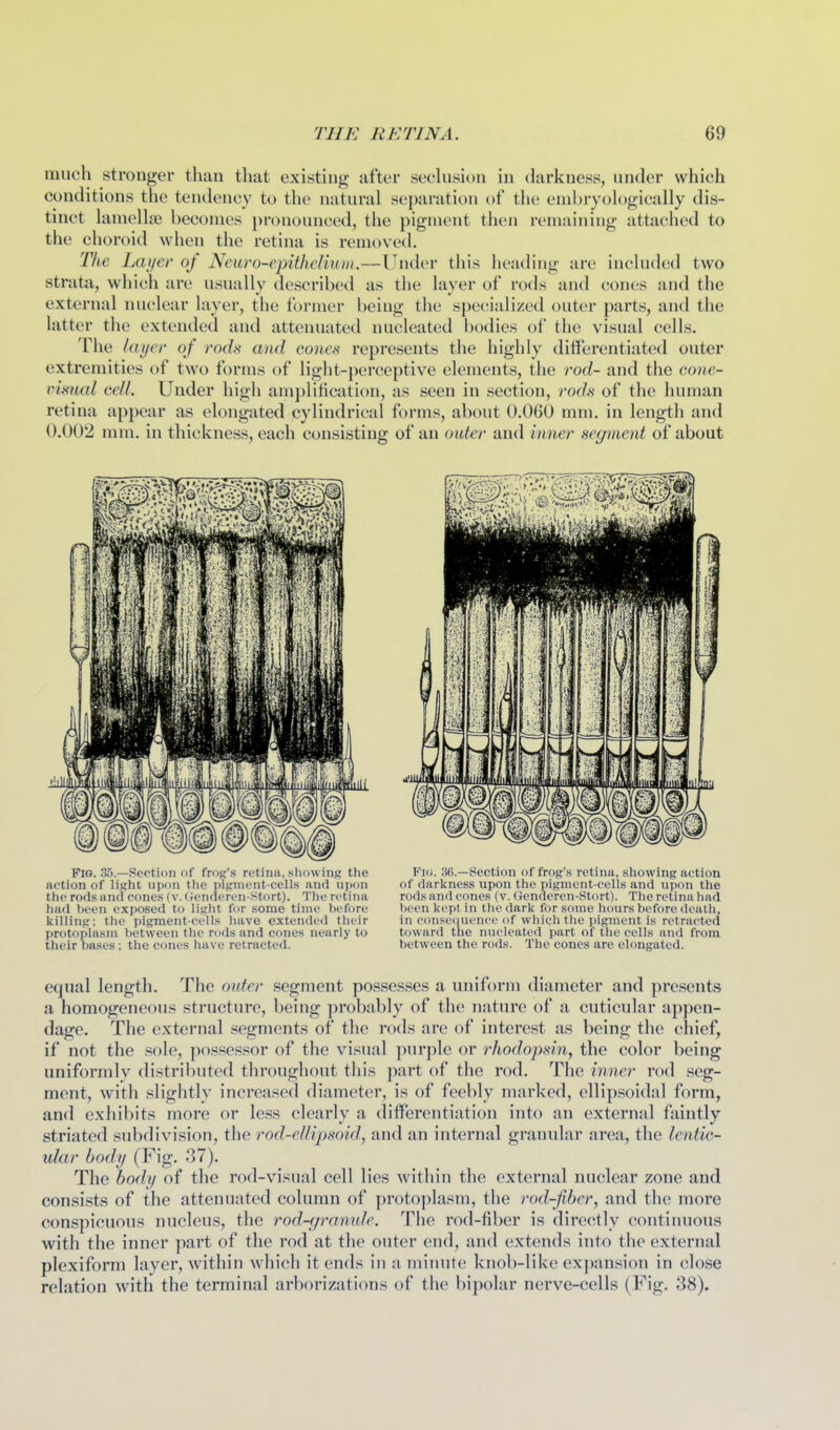 much stronger than tliat existing after sechision in darkness, under which conditions the tendency to the natural separation of tlie enibryologically dis- tinct lamellae becomes pronounced, the pigment then remaining attached to the choroid when the retina is removed. Tlie Lai/er of Neuro-epithelium.—Under this heading are inchided two strata, which are usually described as the layer of rods and cones and the external nuclear layer, the former being the specialized outer parts, and the latter the extended and attenuated nucleated bodies of the visual cells. The layer of rods and cones represents the highly differentiated outer extremities of two forms of light-perceptive elements, the rod- and the cone- visual cell. Under high amplification, as seen in section, rods of the human retina appear as elongated cylindrical forms, about 0.060 mm. in length and 0.002 mm. in thickness, each consisting of an outer and inner segment of about Fig. 35.—Section of frog's retina, showing the action of light upt)n the pigment-cells and njion the rods and cones (v. Genderen-Stort). The retina had been exposed to light for some time before killing: the pigment-cells have extended their protoplasm between the rods and cones nearly to their bases; the cones have retracted. Fi(i. 36.—Section of frog's retina, showing action of darkness upon the pigment-cells and upon the rods and cones (v. Genderen-Stort). The retina had been kept in the dark for some hours before death, in consequence of which the pigment is retracted toward the nucleated part of the cells and from between the rods. The cones are elongated. equal length. The outer segment possesses a uniform diameter and presents a homogeneous structure, being probably of the nature of a cuticular appen- dage. The external segments of the rods are of interest as being the chief, if not the sole, possessor of the visual purple or rhodopsin, the color being uniformly distributed throughout tliis part of the rod. The inner rod seg- ment, with slightly increased diameter, is of feebly marked, ellipsoidal form, and exhibits more or less clearly a differentiation into an external faintly striated subdivision, the rod-ellipsoid, and an internal granular area, the lentic- ular body (Fig. 37). The bodi/ of the rod-visual cell lies within the external nuclear zone and consists of the attenuated column of protoplasm, the rod-fiber, and the more conspicuous nucleus, the rod-gramde. The rod-fiber is directly continuous with the inner part of the rod at the outer end, and extends into tlie external plexiform layer, within which it ends in a minute knob-like expansion in close relation with the terminal arborizations of the bipolar nerve-cells (Fig. 38).