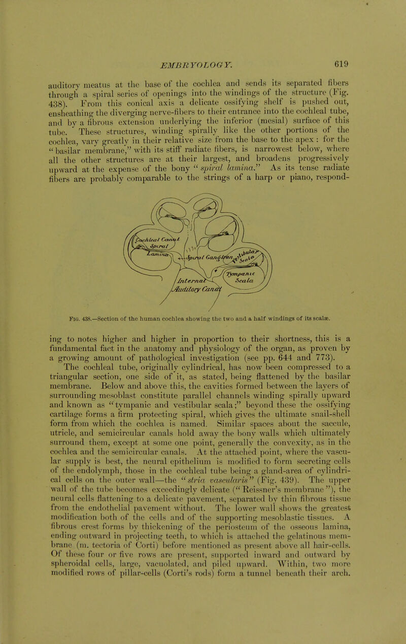 aiulitory meatus at the base of the cochlea and sends its separated fibers through a spiral series of openings into the windings of the structure (Fig. 438).* From this conical axis a delicate ossifying shelf is pushed out, eusheathini>- the diverging nerve-fibers to their entrance into the cochleal tube, and by a fibrous extension underlying the inferior (mesial) surface of this tube. These structures, winding spirally like the other portions of the cochlea, varv greatly in their relative size from the base to the apex : for the  basilar me^mbrane, with its stiff radiate fibers, is narrowest below, where all the other structures are at their largest, and broadens progressively upward at the expense of the bony  spiral lamina.' As its tense radiate fibers are probably comparable to the strings of a harp or piano, respond- ing to notes higher and higher in proportion to their shortness, this is a fundamental fact in the anatomy and physiology of the organ, as proven by a growing amount of pathological investigation (see pp. 644 and 773). The cochleal tube, originally cylindrical, has now been compressed to a triangular section, one side of it, as stated, being flattened by the basilar membrane. Below and above this, the cavities formed between the layers of surrounding mesoblast constitute parallel channels winding spirally upward and known as tympanic and vestibular scala; beyond these the ossifying cartilage forms a firm protecting spiral, which gives the ultimate snail-shell form from which the cochlea is named. Similar spaces about the saccule, utricle, and semicircular canals hold away the bony walls which ultimately surround them, except at some one point, generally the convexity, as in the cochlea and the semicircular canals. At the attached point, where the vascu- lar supply is best, the neural epithelium is modified to form secreting cells of the endolymph, those in the cochlea! tube being a gland-area of cylindri- cal cells on the outer wall—the ''stria vascularis (Fig. 439). The upper wall of the tube becomes exceedingly delicate ( Reissner's membrane ), the neural cells flattening to a delicate pavement, separated by thin fibrous tissue from the endothelial pavement without. The lower wall shows the greatest modification both of the colls and of the supporting mesoblastic tissues. A fibrous crest forms by thickening of the perio.steum of the osseous lamina, ending outward in projecting teeth, to which is attached tlie gelatinous mem- brane (m. tectoria of Corti) before mentioned as present above all hair-cells. Of these four or five rows are present, sup{)orted inward and outward by spheroidal cells, large, vacuolated, and piled upward. Within, two more modified rows of pillar-cells (Corti's rods) form a tunnel beneath their arch.