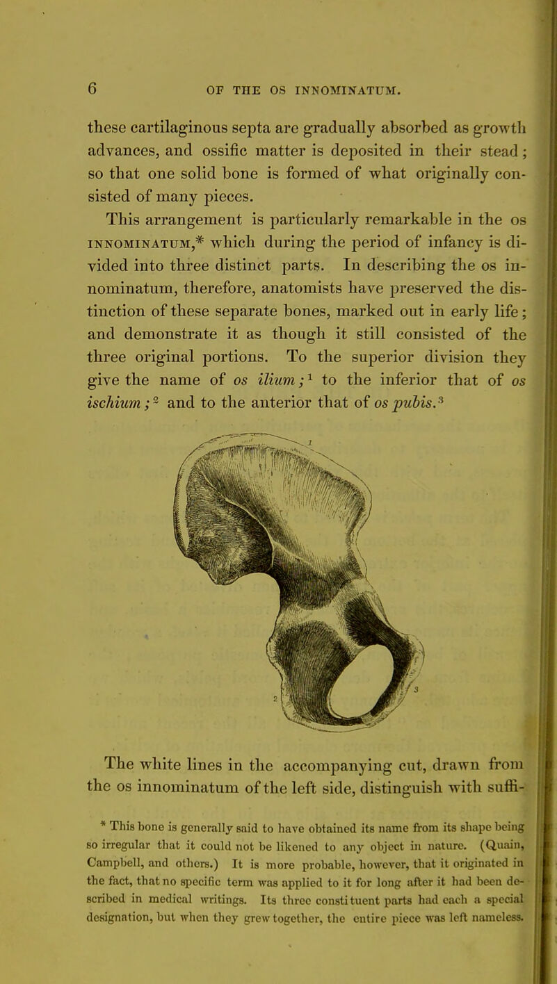 these cartilaginous septa are gradually absorbed as growth advances, and ossific matter is deposited in their stead; so that one solid bone is formed of what originally con- sisted of many pieces. This arrangement is particularly remarkable in the os innominatum,* which during the period of infancy is di- vided into three distinct parts. In describing the os in- nominatum, therefore, anatomists have preserved the dis- tinction of these separate bones, marked out in early life; and demonstrate it as though it still consisted of the three original portions. To the superior division they give the name of os ilium;1 to the inferior that of os ischium;2 and to the anterior that of os pubis.3 The white lines in the accompanying cut, drawn from the os innominatum of the left side, distinguish with sufli- * This bone is generally said to have obtained its name from its shape being so irregular that it could not be likened to any object in nature. (Quain, Campbell, and others.) It is more probable, however, that it originated in the fact, that no specific term was applied to it for long after it had been de- scribed in medical writings. Its three constituent parts had each a special designation, but when they grew together, the entire piece was left nameless.