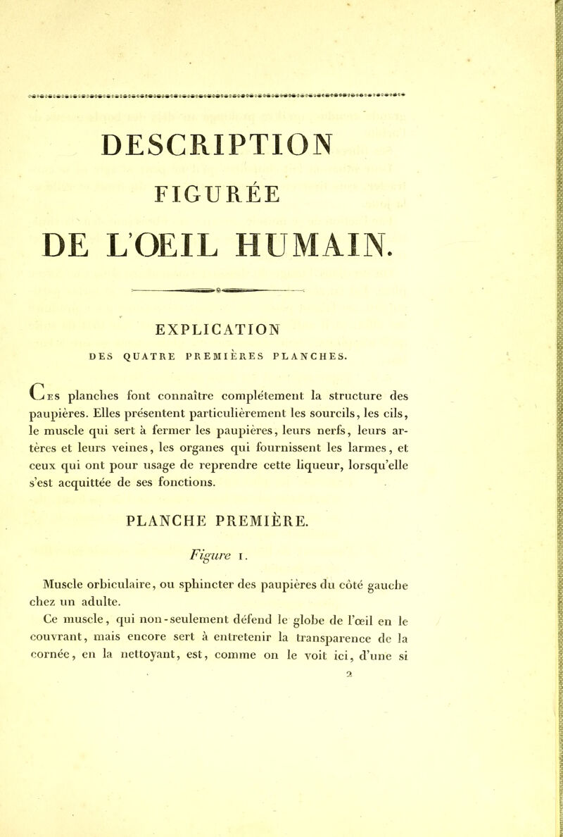 FIGURÉE DE L'OEIL HUMAIN. EXPLICATION DES QUATRE PREMIERES PLANCHES. Ces planches font connaître complètement la structure des paupières. Elles présentent particulièrement les sourcils, les cils, le muscle qui sert à fermer les paupières, leurs nerfs, leurs ar- tères et leurs veines, les organes qui fournissent les larmes, et ceux qui ont pour usage de reprendre cette liqueur, lorsqu'elle s'est acquittée de ses fonctions. PLANCHE PREMIÈRE. Figure i. Muscle orbiculaire, ou sphincter des paupières du côté gauche chez un adulte. Ce muscle, qui non-seulement défend le globe de l'oeil en le couvrant, mais encore sert à entretenir la transparence de la cornée, en la nettoyant, est, comme on le voit ici, d'une si