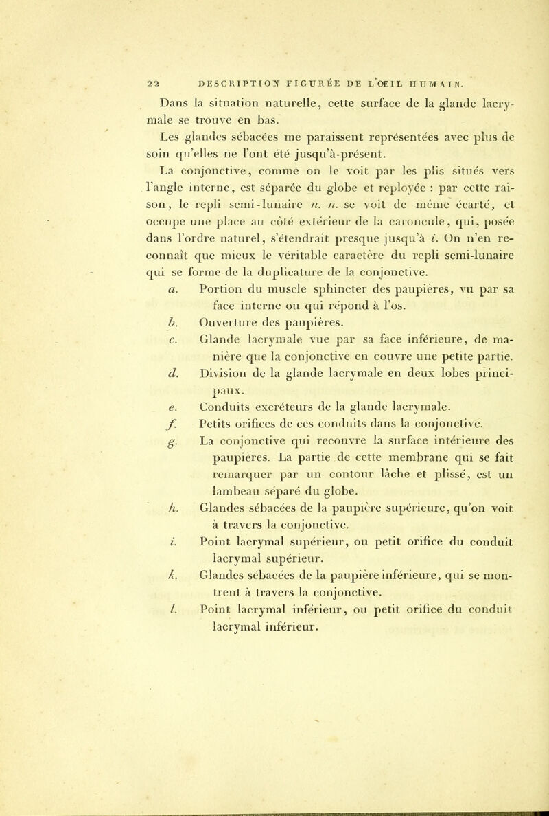 Dans la situation naturelle, cette surface de la glande lacry- male se trouve en bas. Les glandes sébacées me paraissent représentées avec plus de soin qu'elles ne l'ont été jusqu'à-présent. La conjonctive, comme on le voit par les plis situés vers l'angle interne, est séparée du globe et reployée : par cette rai- son, le repli semi-lunaire n. n. se voit de même écarté, et occupe une place au côté extérieur de la caroncule, qui, posée dans l'ordre naturel, s'étendrait presque jusqu'à i. On n'en re- connaît que mieux le véritable caractère du repli semi-lunaire qui se forme de la duplicature de la conjonctive. a. Portion du muscle sphincter des paupières, vu par sa face interne ou qui répond à l'os. b. Ouverture des paupières. c. Glande lacrymale vue par sa face inférieure, de ma- nière que la conjonctive en couvre une petite partie. cl. Division de la glande lacrymale en deux lobes princi- paux. e. Conduits excréteurs de la glande lacrymale. f. Petits orifices de ces conduits dans la conjonctive. g. La conjonctive qui recouvre la surface intérieure des paupières. La partie de cette membrane qui se fait remarquer par un contour lâche et plissé, est un lambeau séparé du globe. h. Glandes sébacées de la paupière supérieure, qu'on voit à travers la conjonctive. i. Point lacrymal supérieur, ou petit orifice du conduit lacrymal supérieur. k. Glandes sébacées de la paupière inférieure, qui se mon- trent à travers la conjonctive. /. Point lacrymal inférieur, ou petit orifice du conduit lacrymal inférieur.