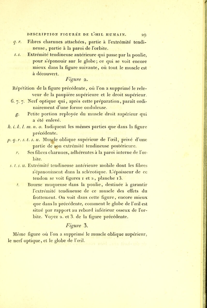 q. r. Fibres charnues attachées, partie à l'extrémité tendi- neuse, partie à la paroi de l'orbite. s. s. Extrémité tendineuse antérieure qui passe par la poulie, pour s'épanouir sur le globe ; ce qui se voit encore mieux dans la figure suivante, où tout le muscle est à découvert. Figure i. Répétition de la figure précédente, où l'on a supprimé le rele- veur de la paupière supérieure et le droit supérieur, 6. 7. 7. Nerf optique qui, après cette préparation, paraît ordi- nairement d'une forme onduleuse. g. Petite portion reployée du muscle droit supérieur qui a été enlevé. h. i. k. I. m. n. o. Indiquent les mêmes parties que dans la figure précédente. p. q. r. s. t. s. u. Muscle oblique supérieur de l'œil, privé d'une partie de son extrémité tendineuse postérieure. r. Ses fibres charnues, adhérentes à la paroi interne de l'or- bite. S. t. s. u Extrémité tendineuse antérieure mobile dont les fibre» s'épanouissent dans la sclérotique. L'épaisseur de ce tendon se voit figures i et 2, planche 13. t. Bourse muqueuse dans la poulie, destinée à garantir l'extrémité tendineuse de ce muscle des effets du frottement. On voit dans cette figure, encore mieux que dans la précédente, comment le globe de l'oeil est situé par rapport au rebord inférieur osseux de l'or- bite. Voyez 2. et 3. de la figure précédente. Figure 3. Même figure où l'on a supprimé le muscle oblique supérieur, le nerf optique, et le globe de l'œil.