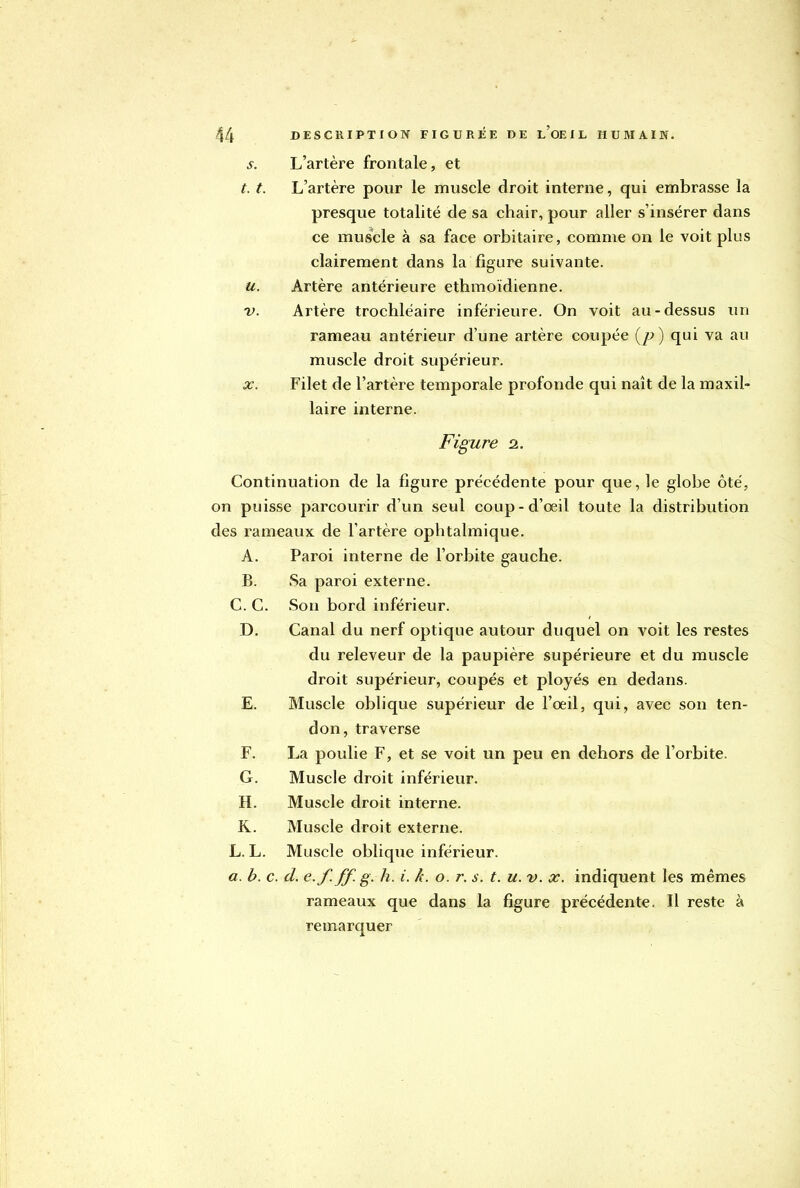 s. L'artère frontale, et t. t. L'artère pour le muscle droit interne, qui embrasse la presque totalité de sa chair, pour aller s'insérer dans ce muscle à sa face orbitaire, comme on le voit plus clairement dans la figure suivante. u. Artère antérieure ethmoïdienne. ■v. Artère trochléaire inférieure. On voit au-dessus un rameau antérieur d'une artère coupée {p) qui va au muscle droit supérieur. x. Filet de l'artère temporale profonde qui naît de la maxil- laire interne. Figure 2. Continuation de la figure précédente pour que, le globe ôté, on puisse parcourir d'un seul coup-d'œil toute la distribution des rameaux de l'artère ophtalmique. A. Paroi interne de l'orbite gauche. B. Sa paroi externe. C. C. Son bord inférieur. D. Canal du nerf optique autour duquel on voit les restes du releveur de la paupière supérieure et du muscle droit supérieur, coupés et ployés en dedans. E. Muscle oblique supérieur de l'œil, qui, avec son ten- don, traverse F. La poulie F, et se voit un peu en dehors de l'orbite. G. Muscle droit inférieur. H. Muscle droit interne. K. Muscle droit externe. L. L. Muscle oblique inférieur. a. b. c. d. e.f. ff.g. h. i. k. o. r. s. t. u. v. x. indiquent les mêmes rameaux que dans la figure précédente. Il reste à remarquer