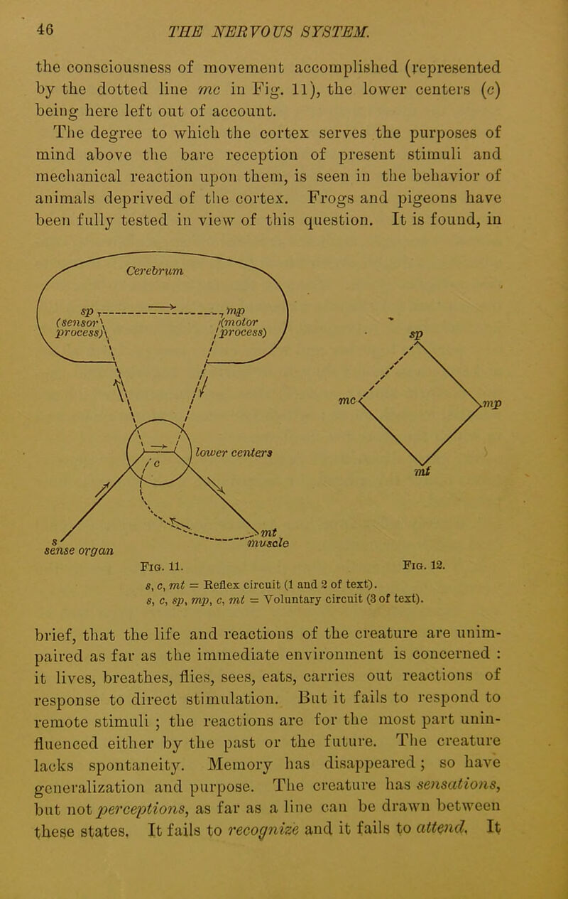 the consciousness of movement accomplished (represented by the dotted line me in Fig. 11), the lower centers (c) being here left out of account. The degree to which the cortex serves the purposes of mind above the bare reception of present stimuli and mechanical reaction upon them, is seen in the behavior of animals deprived of the cortex. Frogs and pigeons have been fully tested in view of this question. It is found, in sp m£ Fig. 12. s, c, mt = Reflex circuit (1 and 2 of text). s, c, sp, mp, c, mt = Voluntary circuit (3 of text). brief, that the life and reactions of the creature are unim- paired as far as the immediate environment is concerned : it lives, breathes, flies, sees, eats, carries out reactions of response to direct stimulation. But it fails to respond to remote stimuli ; the reactions are for the most part unin- fluenced either by the past or the future. The creature lacks spontaneity. Memory has disappeared; so have generalization and purpose. The creature has sensations, but not perceptions, as far as a line can be drawn between these states. It fails to recognize and it fails to attend, It