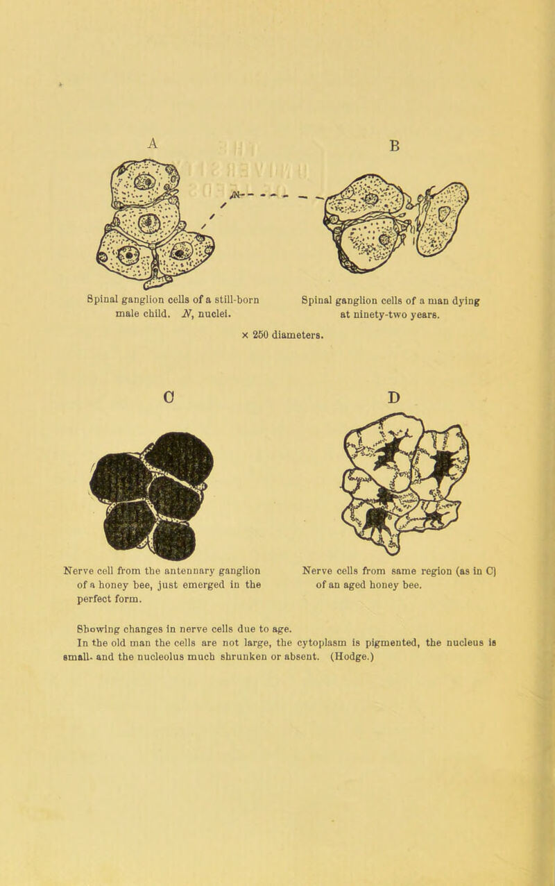 A B Spinal ganglion cells of a still-born Spinal ganglion cells of a man dying male child. nuclei. at ninety-two years. x 250 diameters. 0 Nerve cell from the antennary ganglion of a honey bee, just emerged in the perfect form. D Nerve cells from same region (as in C) of an aged honey bee. Showing changes in nerve cells due to age. In the old man the cells are not large, the cytoplasm is pigmented, the nucleus is small- and the nucleolus much shrunken or absent. (Hodge.)