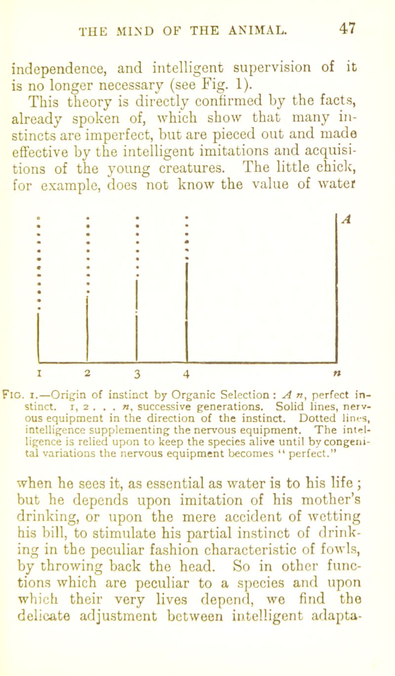 independence, and intelligent supervision of it is no longer necessary (see Fig. 1). This theory is directly confirmed by the facts, already spoken of, which show that many in- stincts are imperfect, but are pieced out and made effective by the intelligent imitations and acquisi- tions of the young creatures. The little chick, for example, does not know the value of water 1234 n Fig. 1.—Origin of instinct by Organic Selection : A », perfect in- stinct. 1, 2 successive generations. Solid lines, nerv- ous equipment in the direction of the instinct. Dotted lines, intelligence supplementing the nervous equipment. The intel- ligence is relied upon to keep the species alive until by congeni- tal variations the nervous equipment becomes “ perfect.” when he sees it, as essential as water is to his life ; but he depends upon imitation of his mother’s drinking, or upon the mere accident of wetting his bill, to stimulate his partial instinct of drink- ing in the peculiar fashion characteristic of fowls, by throwing back the head. So in other func- tions which are peculiar to a species and upon which their very lives depend, we find the delicate adjustment between intelligent adapta-