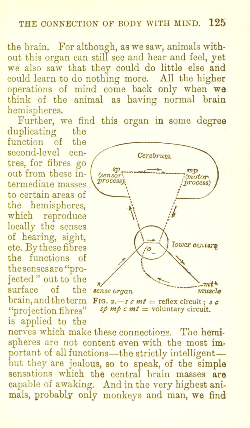 cen the brain. For although, as we saw, animals with- out this organ can still see and hear and feel, yet we also saw that they could do little else and could learn to do nothing more. All the higher operations of mind come back only when we think of the animal as having normal brain hemispheres. Further, we find this organ in some degree duplicating function of second-level tres, for fibres go out from these in- termediate masses to certain areas of the hemispheres, which reproduce locally the senses of hearing, sight, etc. By these fibres the functions of thesensesare “pro- jected ” out to the surface of the sense organ brain, and the term Fig. 2.—s c mt — reflex circuit; sc “projection fibres” SP = voluntary circuit, is applied to the .-mi* muscle nerves which make these connections. The hemi- spheres are not content even with the most im- portant of all functions—the strictly intelligent— but they are jealous, so to speak, of the simple sensations which the central brain masses are capable of awaking. And in the very highest ani- mals, probably only monkeys and man, we find