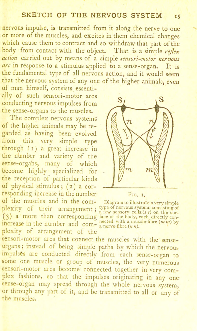 IS nervous impulse, is transmitted from it along the nerve to one or more of the muscles, and excites in them chemical changes which cause them to contract and so withdraw that part of the body from contact with the object. That is a simple reflex action carried out by means of a simple sensori-motor nervous arc in response to a stimulus applied to a sense-organ. It is the fundamental type of all nervous action, and it would seem that the nervous system of any one of the higher animals, even of man himself, consists essenti- ally of such sensori-motor arcs conducting nervous impulses from the sense-organs to the muscles. The complex nervous systems of the higher animals may be re- garded as having been evolved from this very simple type through fly a great increase in the number and variety of the sense-organs, many of which become highly specialized for the reception of particular kinds of physical stimulus ; (2) a cor- responding increase in the number of the muscles and in the com- plexity of their arrangement; t5Te of nervous system, eonsisungof / \ J ° * a lew sensory cells (s s) on the sur* (3) 2 more than corresponding face of the body, each directly con- increase in the number and com- a^.fitee%”“cle&#x27;fibre(,M’!,)b3r plexity of arrangement of the sensori-motor arcs that connect the muscles with the sense- organs ; instead of being simple paths by which the nervous impulses are conducted directly from each sense-organ to some one muscle or group of muscles, the very numerous sensori-motor arcs become connected together in very com- plex fashions, so that the impulses originating in any one sense-organ may spread through the whole nervous system, or through any part of it, and be transmitted to all or any of the muscles. Fig. 1. Diagram to illustrate a very simple