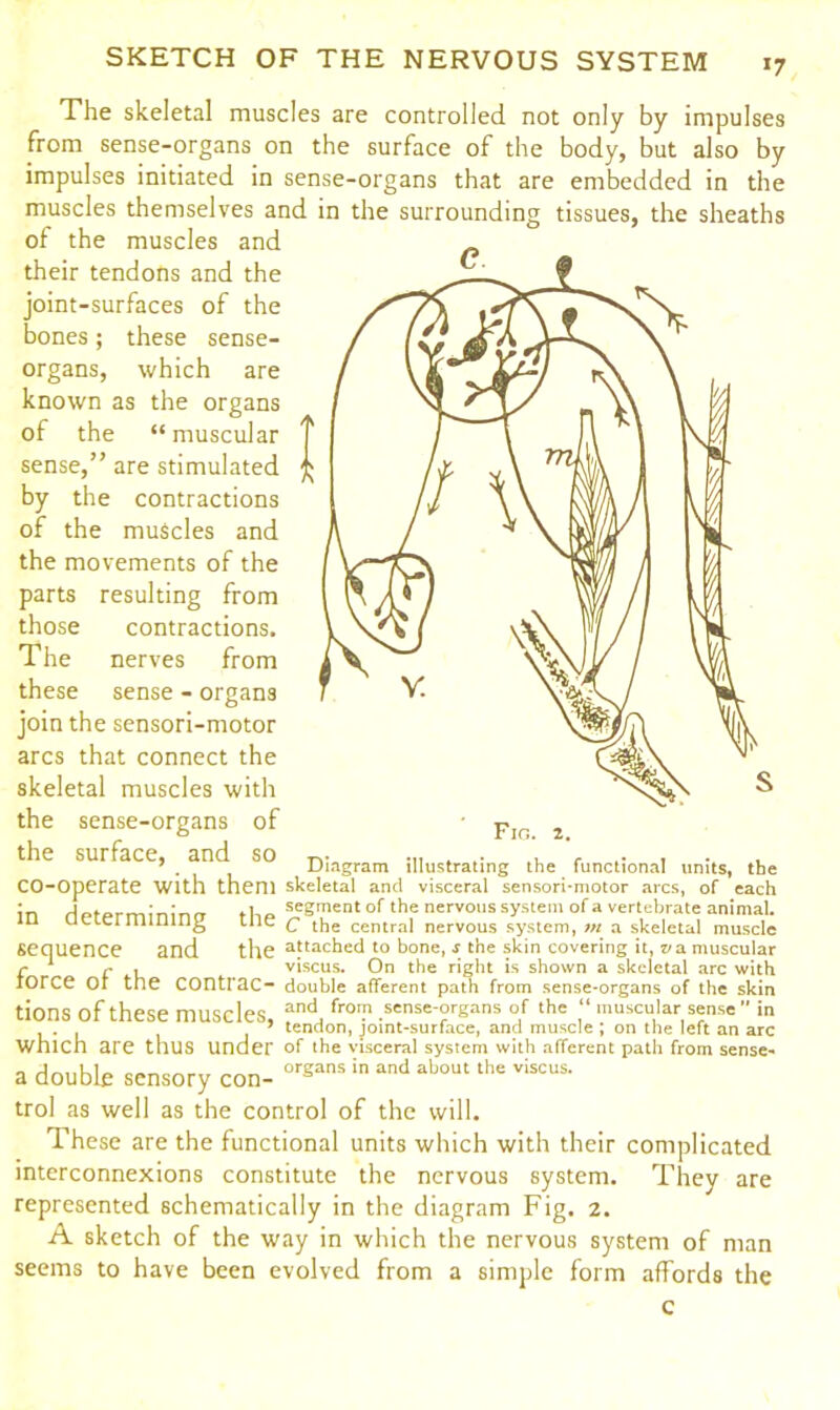 *7 The skeletal muscles are controlled not only by impulses from sense-organs on the surface of the body, but also by impulses initiated in sense-organs that are embedded in the muscles themselves and in the surrounding tissues, the sheaths of the muscles and their tendons and the joint-surfaces of the bones; these sense- organs, which are known as the organs of the “muscular sense,” are stimulated by the contractions of the muscles and the movements of the parts resulting from those contractions. The nerves from these sense - organs join the sensori-motor arcs that connect the skeletal muscles with the sense-organs of the surface, and so tv ...... 7 . Diagram illustrating the functional units, the CO-Operate with them skeletal and visceral sensori-motor arcs, of each in rlpfprmininrr tho segment of the nervous system of a vertebrate animal, ill utiermining me q the central nervous system, m a skeletal muscle sequence and the attached to bone, s the skin covering it, z/a muscular r 1 r i viscus. On the right is shown a skeletal arc with force or the contrac- double afferent path from sense-organs of the skin tions of these muscles, and fro,n .sense-organs of the “ muscular sense  in 7 tendon, joint-surface, and muscle ; on the left an arc which are thus under of the visceral system with afferent path from sense- a double sensory con- organs in and about the viscus‘ trol as well as the control of the will. These are the functional units which with their complicated interconnexions constitute the nervous system. They are represented schematically in the diagram Fig. 2. A sketch of the way in which the nervous system of man seems to have been evolved from a simple form affords the c FIG. 2.