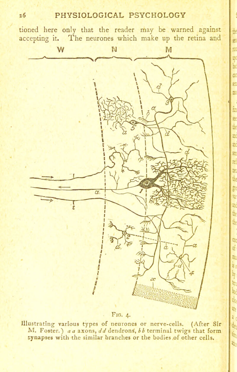 tioned here only that the reader may be warned against accepting it. The neurones which make up the retina and W W M Fig. 4. Illustrating various types of neurones or nerve-cells. (After Sir M. Foster.) a a axons, JJ dendrontf, bb terminal twigs that form synapses with the similar branches or the bodies of other cells.