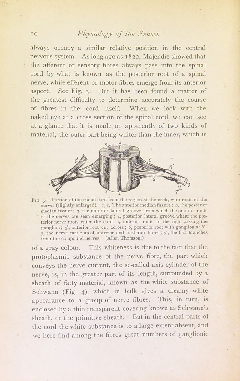 always occupy a similar relative position in the central nervous system. As long ago as 1822, Majendie showed that the afferent or sensory fibres always pass into the spinal cord by what is known as the posterior root of a spinal nerve, while efferent or motor fibres emerge from its anterior aspect. See Fig. 3. But it has been found a matter of the greatest difficulty to determine accurately the course of fibres in the cord itself. When we look with the naked eye at a cross section of the spinal cord, we can see at a glance that it is made up apparently of two kinds of material, the outer part being whiter than the inner, which is Fig. 3.—Portion of the spinal cord from the region of the neck, with roots of the nerves (slightly enlarged), i, i, The anterior median fissure ; 2, the posterior median fissure; 3, the anterior lateral groove, from which the anterior roots of the nerves are seen emerging; 4, posterior lateral groove wherp the pos- terior nerve roots enter the cord ; 5, anterior roots, to the right passing the ganglion ; 5', anterior root cut across ; 6, posterior root with ganglion at 6': 7, the nerve made up of anterior and posterior fibres ; 7', the first branches from the compound nerves. (Allen Thomson.) of a gray colour. This whiteness is due to the fact that the protoplasmic substance of the nerve fibre, the part which conveys the nerve current, the so-called axis cylinder of the nerve, is, in the greater part of its length, surrounded by a sheath of fatty material, known as the white substance of Schwann (Fig. 4), which in bulk gives a creamy white appearance to a group of nerve fibres. This, in turn, is enclosed by a thin transparent covering known as Schwann's sheath, or the primitive sheath. But in the central parts of the cord the white substance is to a large extent absent, and we here find among the fibres great numbers of ganglionic