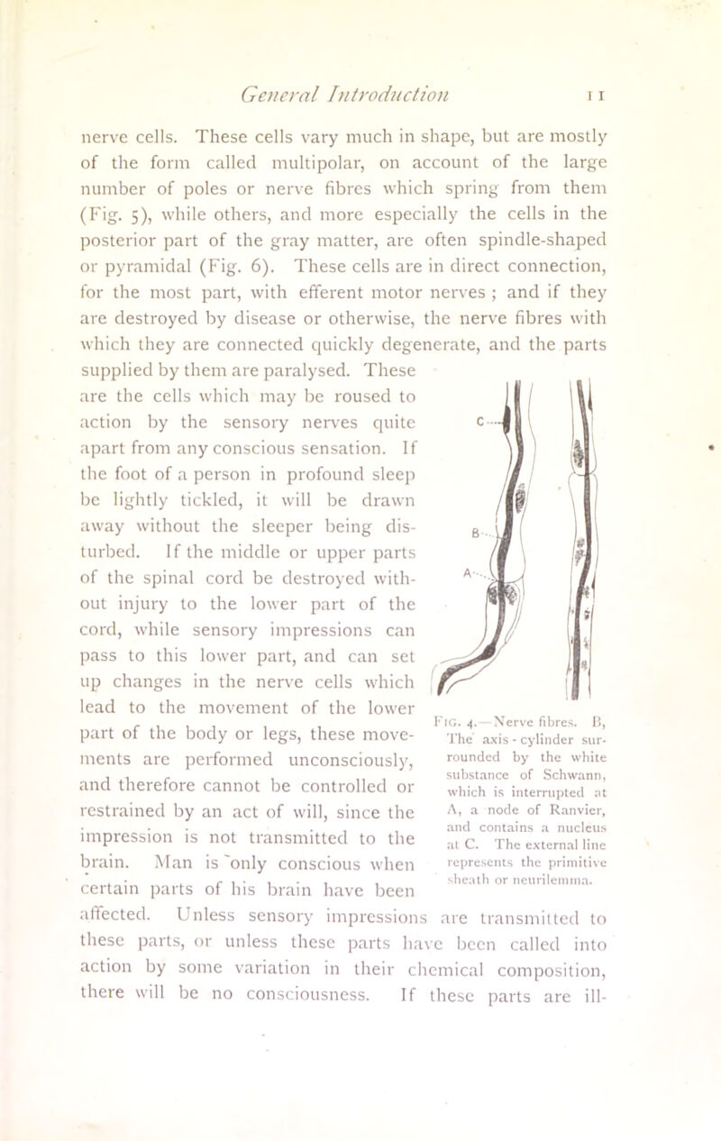 nerve cells. These cells vary much in shape, but are mostly of the form called multipolar, on account of the large number of poles or nerve fibres which spring from them (Fig. 5), while others, and more especially the cells in the posterior part of the gray matter, are often spindle-shaped or pyramidal (Fig. 6). These cells are in direct connection, for the most part, with efferent motor nerves ; and if they are destroyed by disease or otherwise, the nerve fibres with which they are connected quickly degenerate, and the parts supplied by them are paralysed. These are the cells which may be roused to action by the sensory nerves quite apart from any conscious sensation. If the foot of a person in profound sleep be lightly tickled, it will be drawn away without the sleeper being dis- turbed. If the middle or upper parts of the spinal cord be destroyed with- out injury to the lower part of the cord, while sensory impressions can pass to this lower part, and can set up changes in the nerve cells which lead to the movement of the lower part of the body or legs, these move- ments are performed unconsciously, and therefore cannot be controlled or restrained by an act of will, since the impression is not transmitted to the brain. Man is only conscious when 1 ertain parts of his brain have been affected. Unless sensory impressions are transmitted to these parts, or unless these parts have been called into action by some variation in their chemical composition, there will be no consciousness. If these parts arc ill- Fic. 4.—Nerve fibres. B, The axis - cylinder sur- rounded by the white substance of Schwann, which is interrupted at A, a node of Ranvier, and contains a nucleus at C. The external line represents the primitive sheath or neurilemma.