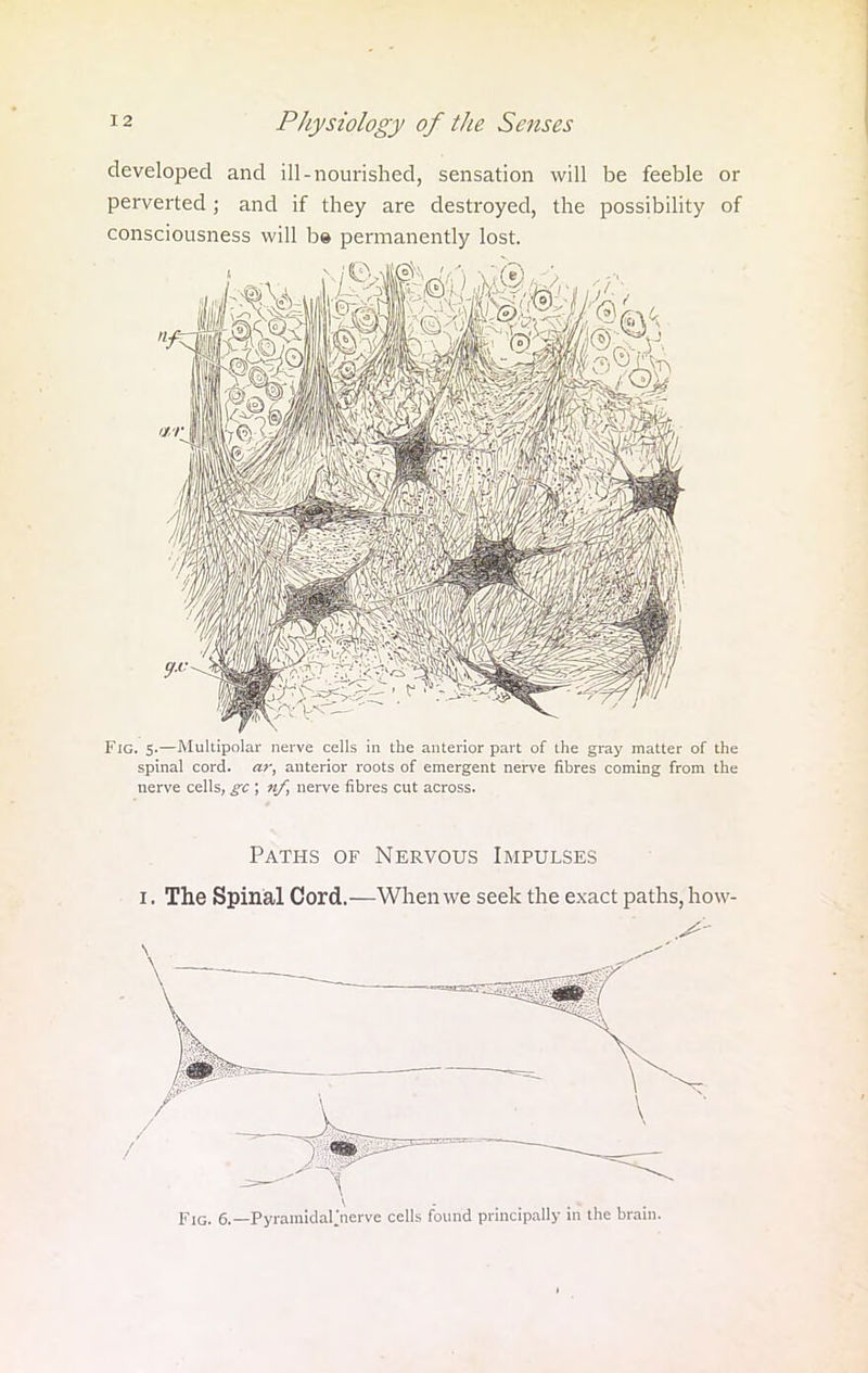 developed and ill-nourished, sensation will be feeble or perverted; and if they are destroyed, the possibility of consciousness will be permanently lost. Fig. 5.—Multipolar nerve cells in the anterior part of the gray matter of the spinal cord, ar, anterior roots of emergent nerve fibres coming from the nerve cells, gc ; nf, nerve fibres cut across. Paths of Nervous Impulses r. The Spinal Cord.—When we seek the exact paths, how- Fig. 6.— Pyramidaljierve cells found principally in the brain.
