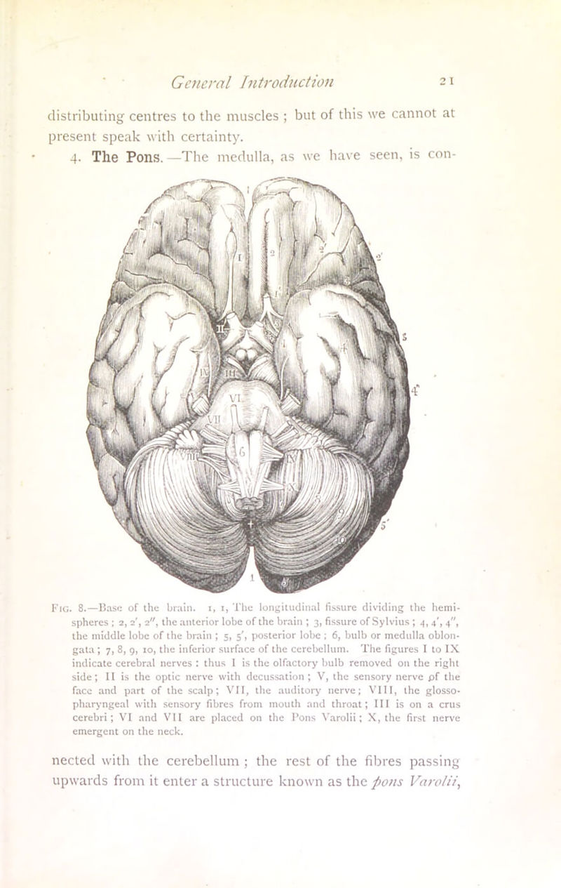 distributing centres to the muscles ; but of this we cannot at present speak w ith certainty. 4. The Pons. —The medulla, as we have seen, is con- F'lG. 8.—Base of the brain, t, 1, The longitudinal fissure dividing the hemi- spheres ; 2, 2', 2, the anterior lobe of the brain ; 3, fissure of Sylvius; 4,4', 4, the middle lobe of the brain ; 5, 5', posterior lobe ; 6, bulb or medulla oblon- gata ; 7, 8, 9, 10, the inferior surface of the cerebellum. The figures I to IX indicate cerebral nerves : thus I is the olfactory bulb removed on the right side; II is the optic nerve with decussation ; V, the sensory nerve pf the face and part of the scalp; VII, the auditory nerve; VIII, the glosso- pharyngeal with sensory fibres from mouth and throat; III is on a cms cerebri; VI and VII are placed on the Pons Varolii; X, the first nerve emergent on the neck. nected with the cerebellum ; the rest of the fibres passing upw ards from it enter a structure known as the pons Varolii,