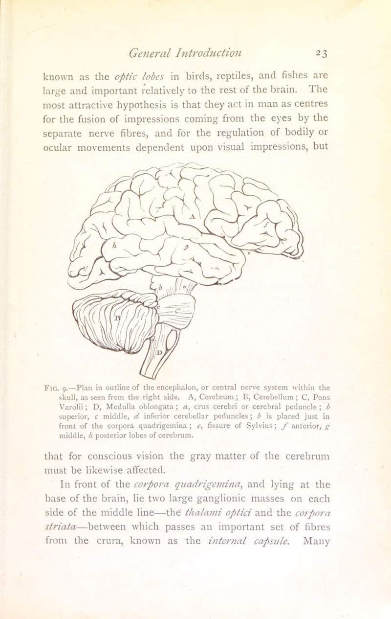 known as the optic lobes in birds, reptiles, and fishes are large and important relatively to the rest of the brain. The most attractive hypothesis is that they act in man as centres for the fusion of impressions coming from the eyes by the separate nerve fibres, and for the regulation of bodily or ocular movements dependent upon visual impressions, but Fic. g.—Plan in outline of the encephalon, or central nerve system witliin the skull, as seen from the right side. A, Cerebrum ; 13, Cerebellum ; C, Pons Varolii; D, Medulla oblongata ; a, crus cerebri or cerebral peduncle ; b superior, c middle, d inferior cerebellar peduncles; b is placed just in front of the corpora quadrigemina ; e, fissure of Sylvius; / anterior, g middle, h posterior lobes of cerebrum. that for conscious vision the gray matter of the cerebrum must be likewise affected. In front of the corpora quadrigemina, and lying at the base of the brain, lie two large ganglionic masses on each side of the middle line—the thahvni optici and the corpora st?iata—between which passes an important set of fibres from the crura, known as the internal capsule. Many