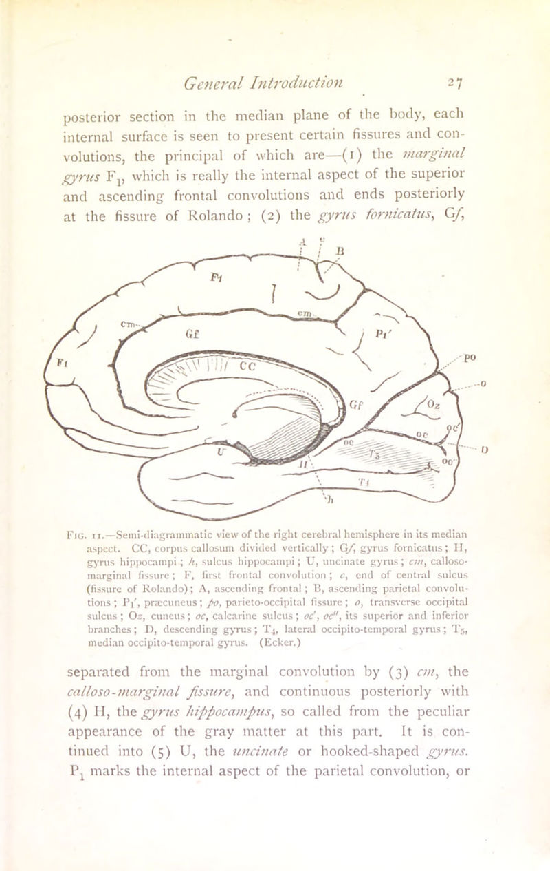 posterior section in the median plane of the body, each internal surface is seen to present certain fissures and con- volutions, the principal of which are—(1) the marginal gyrus Fv which is really the internal aspect of the superior and ascending frontal convolutions and ends posteriorly at the fissure of Rolando ; (2) the gyrus fornicatus, G/, Fig. 11.—Semi-diagrammatic view of the right cerebral hemisphere in its median aspect. CC, corpus callosum divided vertically; G/J gyrus fornicatus; H, gyrus hippocampi ; /<, sulcus hippocampi; U, uncinate gyrus ; cm, calloso- marginal fissure; 1', first frontal convolution; c, end of central sulcus (fissure of Rolando); A, ascending frontal; 13, ascending parietal convolu- tions; Pi', prajcuneus; po, parieto-occipital fissure; o, transverse occipital sulcus ; Os, cuneus; oc, calcarine sulcus; oc', oc, its superior and inferior branches; D, descending gyrus; Tj, lateral occipitotemporal gyrus; Tj, median occipitotemporal gyrus. (Eckcr.) separated from the marginal convolution by (3) cm, the calloso-marginal fissure, and continuous posteriorly with (4) H, the gyrus hippocampus, so called from the peculiar appearance of the gray matter at this part. It is con- tinued into (5) U, the uncinate or hooked-shaped gyrus. P1 marks the internal aspect of the parietal convolution, or