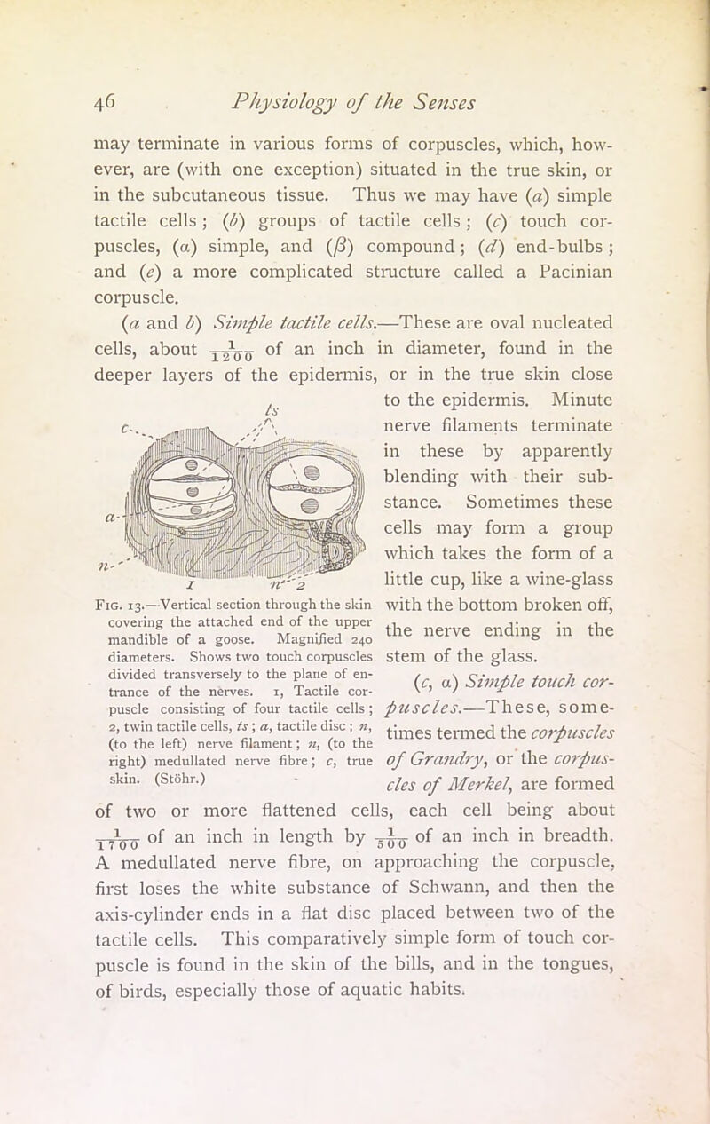 may terminate in various forms of corpuscles, which, how- ever, are (with one exception) situated in the true skin, or in the subcutaneous tissue. Thus we may have («) simple tactile cells; (d) groups of tactile cells; (c) touch cor- puscles, (a) simple, and (fi) compound; (d) end - bulbs ; and (e) a more complicated structure called a Pacinian corpuscle. (a and b) Simple tactile cells.—These are oval nucleated cells, about j-^q of an inch in diameter, found in the deeper layers of the epidermis, or in the true skin close to the epidermis. Minute nerve filaments terminate in these by apparently blending with their sub- stance. Sometimes these cells may form a group which takes the form of a little cup, like a wine-glass Fig. 13.—Vertical section through the skin with the bottom broken off, covering the attached end of the upper h flj . h mandible of a goose. Magnified 240 0 diameters. Shows two touch corpuscles Stem of the glass, divided transversely to the plane of en- trance of the nerves. 1, Tactile cor- (c, a) Simple touch cor- puscie consisting of four tactile cells; puscles.—These, some- times termed the corpuscles 2, twin tactile cells, is; a, tactile disc; n, (to the left) nerve filament; «, (to the right) medullated nerve fibre; c, true of Grandry, or the corpus- skin. (Stehr.) des of Merkely are formed of two or more flattened cells, each cell being about 7100 of an inch in length by -^-^ of an inch in breadth. A medullated nerve fibre, on approaching the corpuscle, first loses the white substance of Schwann, and then the axis-cylinder ends in a flat disc placed between two of the tactile cells. This comparatively simple form of touch cor- puscle is found in the skin of the bills, and in the tongues, of birds, especially those of aquatic habits.