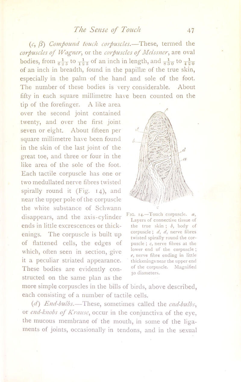 (c, fl) Compound touch corpuscles.—These, termed the corpuscles of Wagner, or the corpuscles of Mcissncr, are oval bodies, from to y^-j of an inch in length, and to of an inch in breadth, found in the papilla; of the true skin, especially in the palm of the hand and sole of the foot. The number of these bodies is very considerable. About fifty in each square millimetre have been counted on the tip of the forefinger. A like area over the second joint contained twenty, and over the first joint seven or eight. About fifteen per square millimetre have been found in the skin of the last joint of the great toe, and three or four in the like area of the sole of the foot. Each tactile corpuscle has one or two medullated nerve fibres twisted spirally round it (Fig. 14), and near the upper pole of the corpuscle the white substance of Schwann disappears, and the axis-cylinder ends in little excrescences or thick- enings. The corpuscle is built up of flattened cells, the edges of which, often seen in section, give it a peculiar striated appearance. These bodies are evidently con- structed on the same plan as the more simple corpuscles in the bills of birds, above described, each consisting of a number of tactile cells. {(i) End-bulbs.—These, sometimes called the end-bulbs, or end-knobs of Krause, occur in the conjunctiva of the eye, the mucous membrane of the mouth, in some of the liga- ments of joints, occasionally in tendons, and in the sexual Fig. 14.—Touch corpuscle, a, Layers of connective tissue of the true skin ; i, body of corpuscle ; if, if, nerve fibres twisted spirally round the cor- puscle ; c, nerve fibres at the lower end of the corpuscle ; e, nerve fibre ending in little thickenings near the upper end of the corpuscle. Magnified 50 diameters.