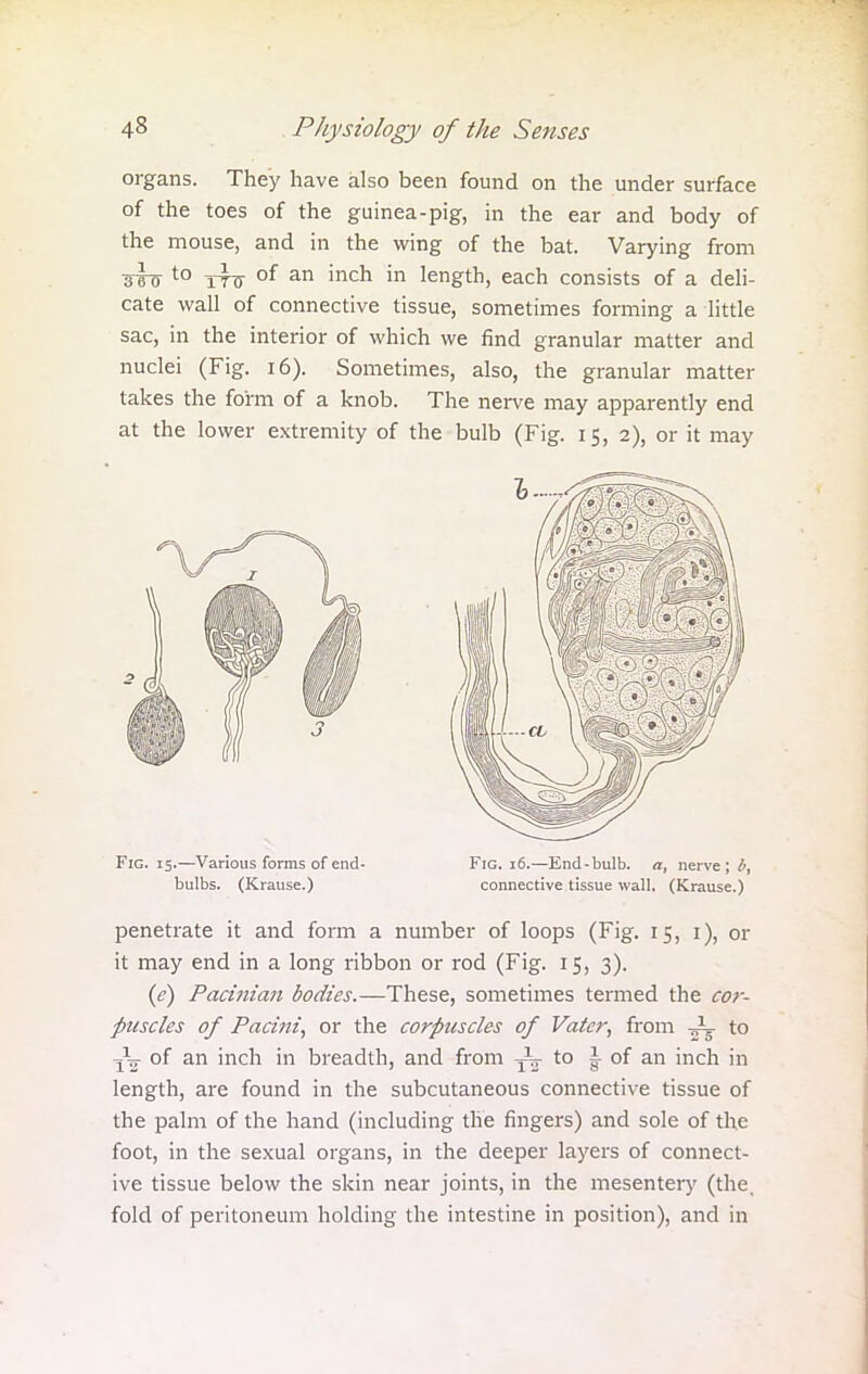 organs. They have also been found on the under surface of the toes of the guinea-pig, in the ear and body of the mouse, and in the wing of the bat. Varying from shj to tttt of an inch in length, each consists of a deli- cate wall of connective tissue, sometimes forming a little sac, in the interior of which we find granular matter and nuclei (Fig. 16). Sometimes, also, the granular matter takes the form of a knob. The nerve may apparently end at the lower extremity of the bulb (Fig. 15, 2), or it may Fig. 15.—Various forms of end- bulbs. (Krause.) Fig. 16.—End-bulb, a, nerve; />, connective tissue wall. (Krause.) penetrate it and form a number of loops (Fig. 15, i), or it may end in a long ribbon or rod (Fig. 15, 3). (e) Pacinian bodies.—These, sometimes termed the cor- puscles of Pacini, or the corpuscles of Vatcr, from to Jg. of an inch in breadth, and from ^ to i of an inch in length, are found in the subcutaneous connective tissue of the palm of the hand (including the fingers) and sole of the foot, in the sexual organs, in the deeper layers of connect- ive tissue below the skin near joints, in the mesentery (the, fold of peritoneum holding the intestine in position), and in