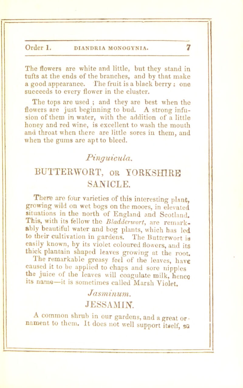 The flowers are white and little, but they stand in tufts at the ends of the branches, and by that make a good appearance. The fruit is a black berry: one succeeds to every flower in the cluster. The tops are used ; and they are best when the flowers are just beginning to bud. A strong infu- sion of them in water, with the addition of a little honey and red wine, is excellent to wash the mouth and throat when there are little sores in them, and when the gums are apt to bleed. Pinguicula. BUTTERWORT, or YORKSHIRE SAN ICLE. There are four varieties of this interesting plant, growing wild on wet bogs on the moors, in elevated situations in the north of England and Scotland. This, with its fellow the Bladderwort, are remark- ably beautiful water and bog plants, which has led to their cultivation in gardens. The Butrerwort is easily known, by its violet coloured (lowers, ami its thick plantain shaped leaves growing at the root. The remarkable greasy feel of the leaves, have caused it to be applied to chaps and sore nipples the juice of the leaves will coagulate milk, henco its namu-it is sometimes called Marsh Violet. Jasm nt urn. JESSAMIN. A common shrub in our gardens, and a great or- nament to them. It does not well support itself, «J