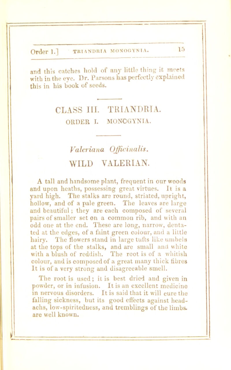 and this catches hold of any little thing it meets with in the eye. Dr. Parsons has perfectly explained this in his book of seeds. CLASS III. TRIANDRIA. ORDER I. MONOGYNIA. Valeriana Officinalis. WILD VALERIAN. A tall and handsome plant, frequent in our woods and upon heaths, possessing great virtues. It is a yard high. The stalks are round, striated, upright, hollow, and of a pale green. The leaves are large and beautiful ; they are each composed of several pairs of smaller set on a common rib, and with an odd one at the end. These are long, narrow, denta- ted at the edges, of a faint green colour, and a little hairy. The flowers stand in large tufts like umbels at the tops of the stalks, and are small and white with a blush of reddish. The root is of a whitish colour, and is composed of a great many thick libies It is of a very strong and disagreeable smell. The root is used; it is best dried and given in powder, or in infusion. It is an excellent medicine in nervous disorders. It is said that it will cure the falling sickness, but its good effects against head- achs, Low-spiritedness, and tremblings of the limbs, are well known.