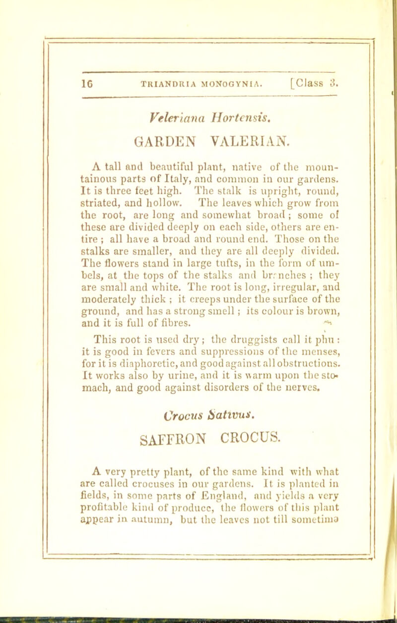 Veleriana Hortensis, GARDEN VALERIAN. A tall and beautiful plant, native of the moun- tainous parts of Italy, and common in our gardens. It is three feet high. The stalk is upright, round, striated, and hollow. The leaves which grow from the root, are long and somewhat broad ; some of these are divided deeply on each side, others are en- tire ; all have a broad and round end. Those on the stalks are smaller, and they are all deeply divided. The flowers stand in large tufts, in the form of um- bels, at the tops of the stalks and br nches ; they are small and white. The root is long, irregular, and moderately thick ; it creeps under the surface of the ground, and has a strong smell ; its colour is brown, and it is full of fibres. This root is used dry; the druggists call it phn : it is good in fevers and suppressions of the menses, for it is diaphoretic, and good again stall obstruct ions. It works also by urine, and it is warm upon the sto- mach, and good against disorders of the nerves. Crocus iiativui. SAFFRON CROCUS. A very pretty plant, of the same kind with what are called crocuses in our gardens. It is planted in fields, in some parts of England, and yields a very profitable kind of produce, the flowers of this plant appear in autumn, but the leaves not till Bometinia