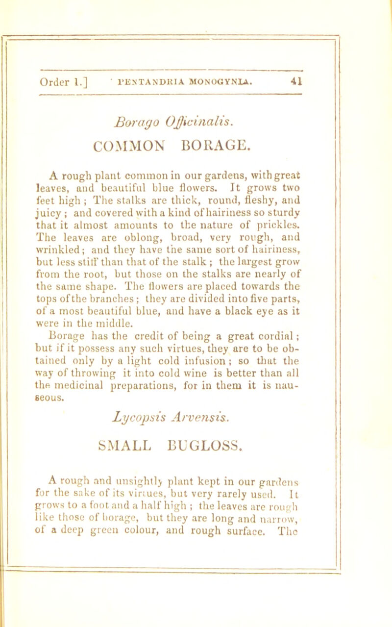 Bora go Officinalis. COMMON BORAGE. A rough plant common in our gardens, with great leaves, and beautiful blue flowers. It grows two feet high ; The stalks are thick, round, fleshy, and juicy ; and covered with a kind of hairiness so sturdy that it almost amounts to the nature of prickles. The leaves are oblong, broad, very rough, and wrinkled ; and they have the same sort of hairiness, but less stiff than that of the stalk ; the largest grow from the root, but those on the stalks are nearly of the same shape. The flowers are placed towards the tops of the branches ; they are divided into five parts, of a most beautiful blue, and have a black eye as it were in the middle. Borage lias the credit of being a great cordial ; but if it possess any such virtues, they are to be ob- tained only by a light cold infusion ; so that the way of throw ing it into cold wine is better than all the medicinal preparations, for in them it is nau- seous. Lycopsis Arvensis. SMALL BL'GLOSS. A rough and unsightly plant kept in our gardens for the sake of its virtues, but very rarely used, [t grows to a foot and a half high ; the leaves are rough like those of borage, but they are long and narrow, of a deep green colour, and rough surface. The