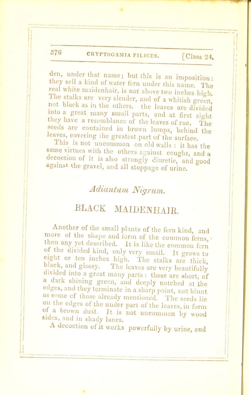 den, under that name; but (his is an imposition: they sell a kind ol water fern under this name The real white maidenhair, is not above two inches high fne stalks are very slender, and of a whitish green not black as in the others, the leaves are divided into a great many small parts, and at first sight they have a resemblance of the leaves of rue. The seeds are contained in brown lumps, behind the leaves, covering ilie greatest part of the surface. I his is not uncommon on old walls : it has the same virtues with the others a-ainst coughs, and a decoction of it is also strongly diuretic, and good against the gravel, and all stoppage of urine. Adiantum Nigrum. BLACK MAIDENHAIR. Another of the small plants of the fern kind, and more of the shape and lorm of the common ferns I than any yet described. It is like the common fern of the divided kind, only very small. It grows to eight or ten inches high. The stalks are thick, black, and glossy. The leaves are very beautifully divided into a great mauy parts : these are short, of a dark shining green, and deeply notched at the edges, and they terminate in a sharp point, not blunt as some of those already mentioned. The seeds lie on the edges of the under part of the leaves, in form ol a brown dust. It is not uncommon by wood sides, and m shady lanes. A decoction of it works powerfully by urine, and