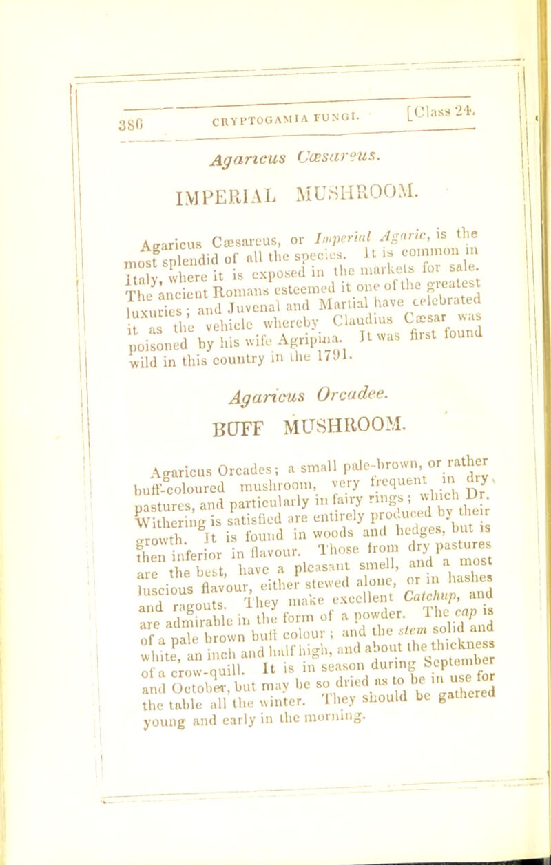 Agaricus ucssareus. IMPERIAL MUSHROOM. Azaricus Cassareus, or Imperial Agaric, is the mostfplendid of all the species. It to common n £i. is exposed in the markets for sale. The anc ent Roman, esteemed it one ofthe greatest luxnr s and Juvenal and Martial have celebrated t Z the vehicle whereby Claudius CassK wa Joistned by his wife.Agripia. It was lust tound wild in this country in the 17Ji- Agaricus Orcudee. BUFF MUSHROOM. Agaricus Orcades , a small pole-brown, or rather buff-coloured mushroom, very requent m nisturcs and particularly mfairy rings; which vr. h ing is satisfied are entirely produced by the 2 It is found in woods and hedges, but >s Ln infer or n flavour. Those fro.n dry pastures a e the bei have a pleasant smell, and a most 'luscious flavour, either stewed alone, or n hashes luscious lavou , excellent Catchup, and aamiraSe in the form of a powder. The cap to of a naTe brown bull colour ; and the stem solid and SJKK and half high, and about Jethjctoe of a crow-quill. It is in and October, but may be so dried as to be ii useJor the table all the winter. They should be gathered young and early in the morning.