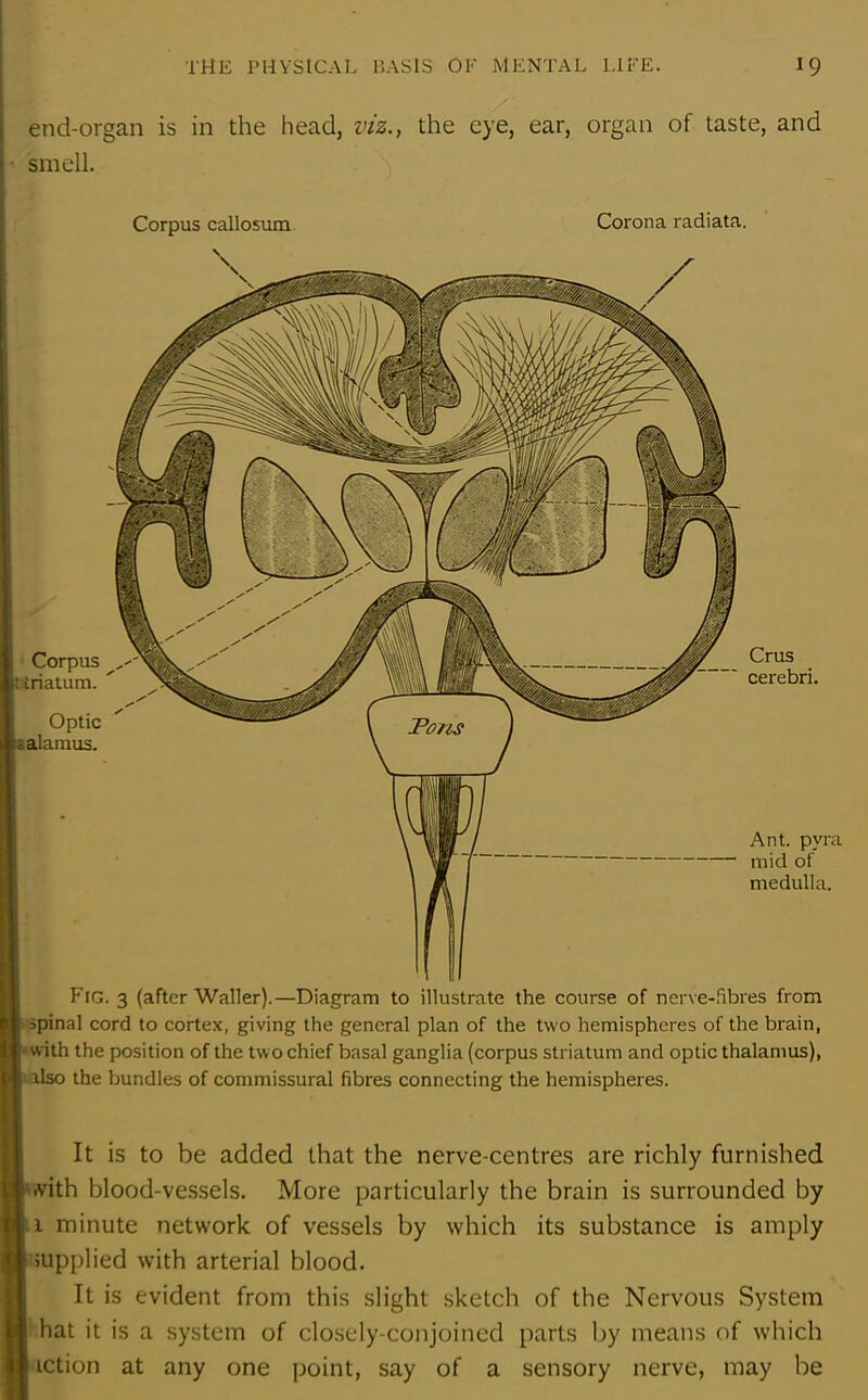 end-organ is in the head, viz., the eye, ear, organ of taste, and smell. Corpus callosum Corona radiata. Corpus triatum. Optic salamus. Crus cerebri. Ant. pyra mid of medulla. Fig. 3 (after Waller).—Diagram to illustrate the course of nerve-fibres from spinal cord to cortex, giving the general plan of the two hemispheres of the brain, with the position of the two chief basal ganglia (corpus striatum and optic thalamus), also the bundles of commissural fibres connecting the hemispheres. It is to be added that the nerve-centres are richly furnished •vith blood-vessels. More particularly the brain is surrounded by i minute network of vessels by which its substance is amply supplied with arterial blood. It is evident from this slight sketch of the Nervous System | hat it is a system of closely-conjoined parts by means of which iction at any one point, say of a sensory nerve, may be