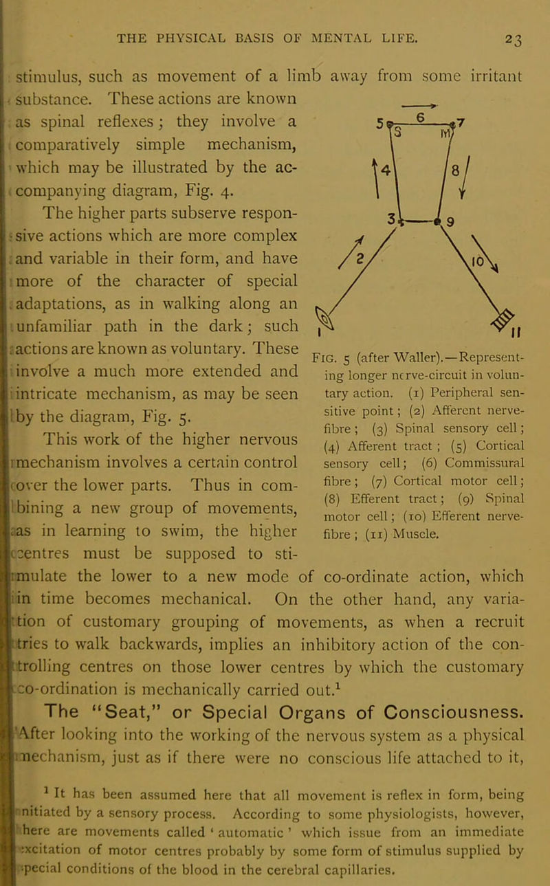 stimulus, such as movement of a limb away from some irritant substance. These actions are known as spinal reflexes; they involve a comparatively simple mechanism, which may be illustrated by the ac- companying diagram, Fig. 4. The higher parts subserve respon- sive actions which are more complex . and variable in their form, and have more of the character of special . adaptations, as in walking along an unfamiliar path in the dark; such . actions are known as voluntary. These involve a much more extended and iintricate mechanism, as may be seen by the diagram, Fig. 5. This work of the higher nervous .1 mechanism involves a certain control hover the lower parts. Thus in com- bining a new group of movements, Las in learning to swim, the higher (centres must be supposed to sti- imulate the lower to a new mode of co-ordinate action, which i in time becomes mechanical. On the other hand, any varia- tion of customary grouping of movements, as when a recruit tries to walk backwards, implies an inhibitory action of the con- trolling centres on those lower centres by which the customary p co-ordination is mechanically carried out.1 The “Seat,” or Special Organs of Consciousness. [After looking into the working of the nervous system as a physical |i mechanism, just as if there were no conscious life attached to it, 1 It has been assumed here that all movement is reflex in form, being I nitiated by a sensory process. According to some physiologists, however, I here are movements called ‘ automatic ’ which issue from an immediate I :xcitation of motor centres probably by some form of stimulus supplied by I special conditions of the blood in the cerebral capillaries. Fig. 5 (after Waller).—Represent- ing longer ncrve-circuit in volun- tary action, (i) Peripheral sen- sitive point; (2) Afferent nerve- fibre ; (3) Spinal sensory cell; (4) Afferent tract ; (5) Cortical sensory cell; (6) Commissural fibre ; (7) Cortical motor cell ; (8) Efferent tract; (9) Spinal motor cell; (10) Efferent nerve- fibre ; (11) Muscle.