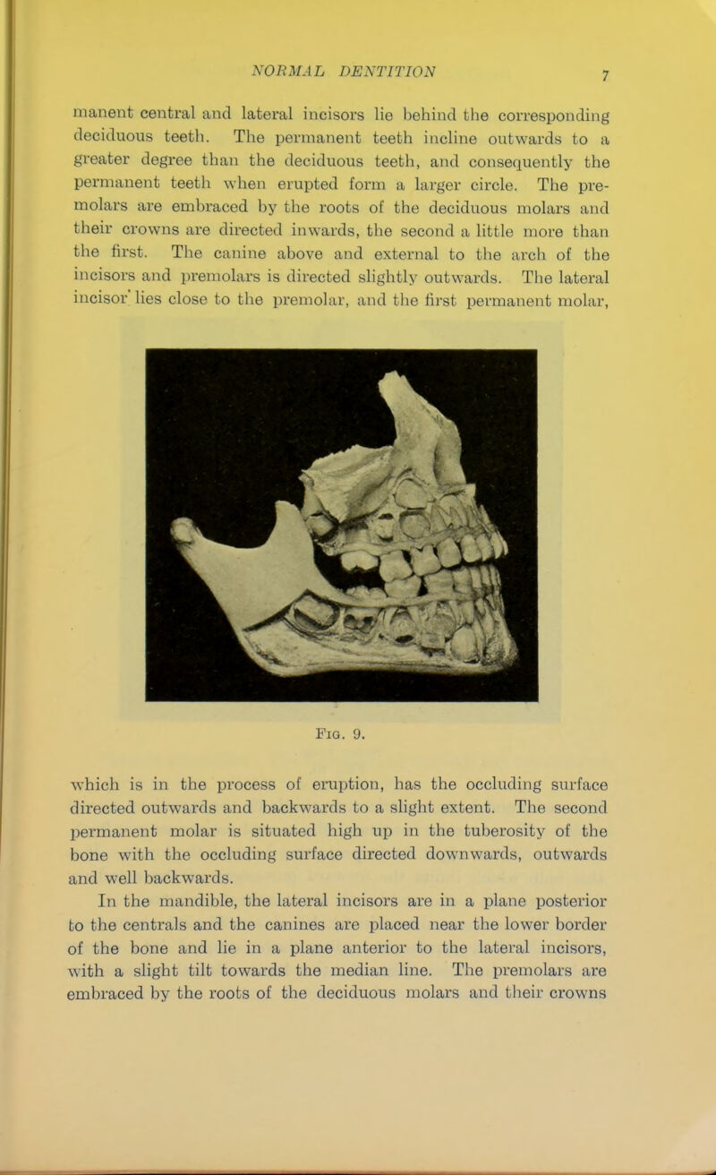 manent central and lateral incisors lie behind the corresponding deciduous teeth. The permanent teeth incline outwards to a greater degree than the deciduous teeth, and consequently the permanent teeth when erupted form a larger circle. The pre- molars are embraced by the roots of the deciduous molars and their crowns are directed inwards, the second a little more than the first. The canine above and external to the arch of the incisors and premolars is directed slightly outwards. The lateral incisor lies close to the premolar, and the first permanent molar, Fig. 9. which is in the process of eruption, has the occluding surface directed outwards and backwards to a slight extent. The second permanent molar is situated high up in the tuberosity of the bone with the occluding surface directed downwards, outwards and well backwards. In the mandible, the lateral incisors are in a plane posterior to the centrals and the canines are placed near the lower border of the bone and lie in a plane anterior to the lateral incisors, with a slight tilt towards the median line. The premolars are embraced by the roots of the deciduous molars and their crowns