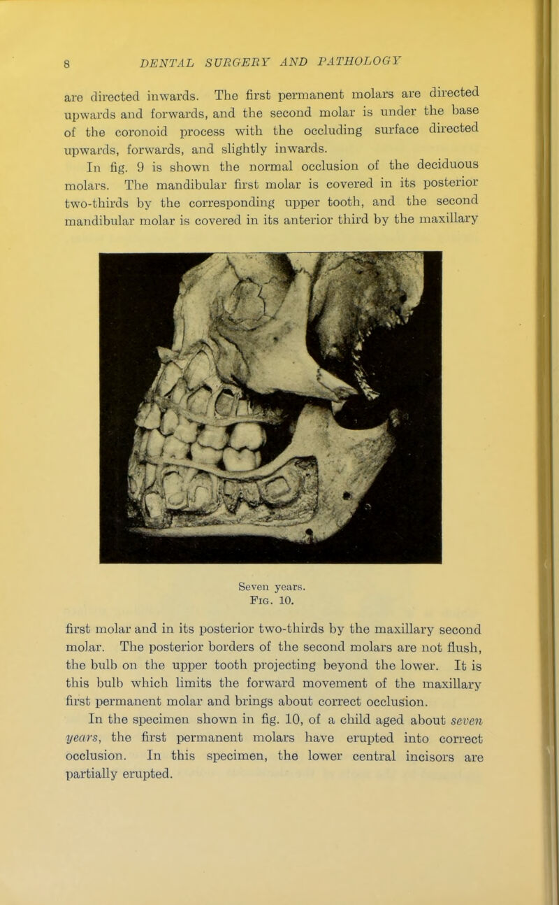 are directed inwards. The first permanent molars are directed upwards and forwards, and the second molar is under the base of the coronoid process with the occluding surface directed upwards, forwards, and slightly inwards. In fig. 9 is shown the normal occlusion of the deciduous molars. The mandibular first molar is covered in its posterior two-thirds by the corresponding upper tooth, and the second mandibular molar is covered in its anterior third by the maxillary Seven years. Fig. 10. first molar and in its posterior two-thirds by the maxillary second molar. The posterior borders of the second molars are not flush, the bulb on the upper tooth projecting beyond the lower. It is this bulb which limits the forward movement of the maxillary first permanent molar and brings about correct occlusion. In the specimen shown in fig. 10, of a child aged about seven years, the first permanent molars have erupted into correct occlusion. In this specimen, the lower central incisors are partially erupted.