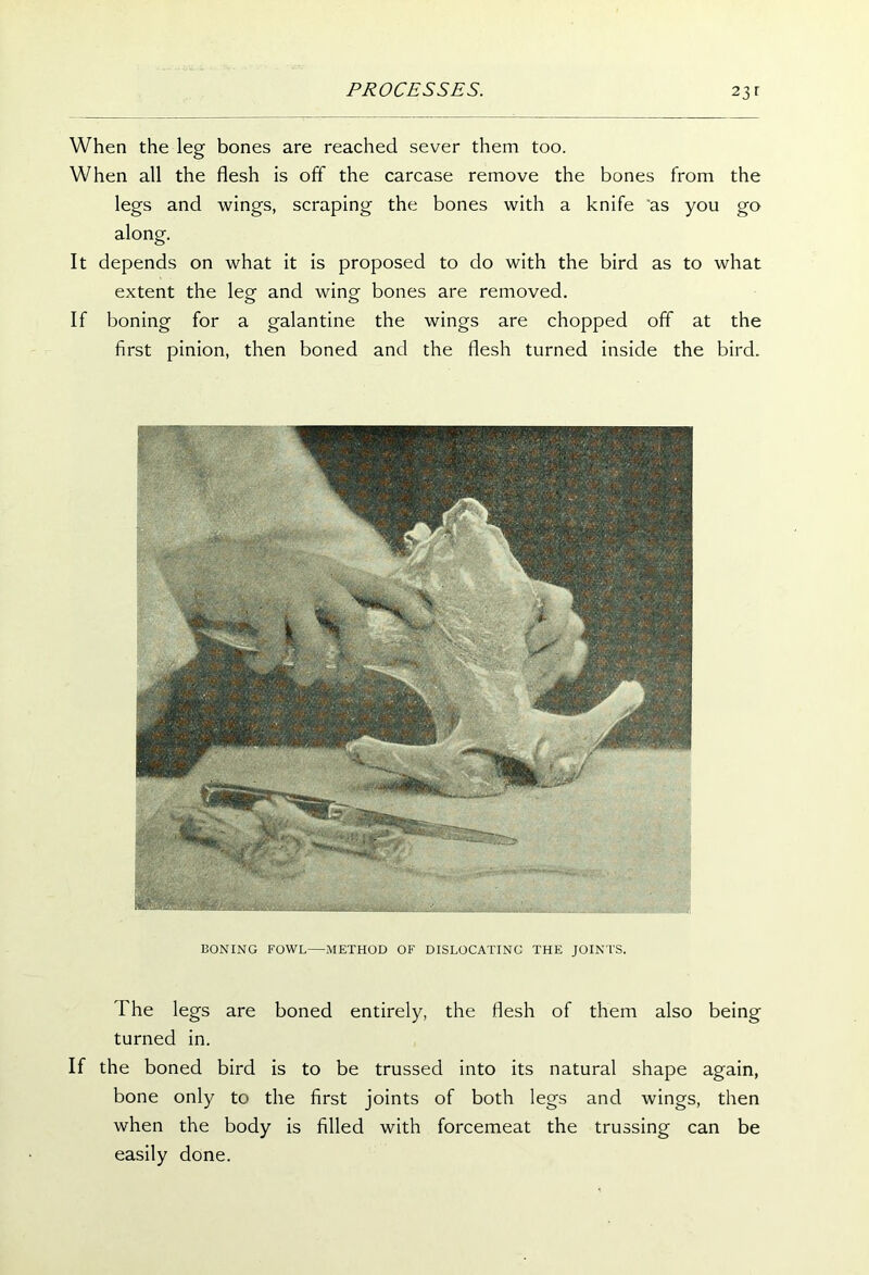 When the leg bones are reached sever them too. When all the flesh is off the carcase remove the bones from the legs and wings, scraping the bones with a knife as you go along. It depends on what it is proposed to do with the bird as to what extent the leg and wing bones are removed. If boning for a galantine the wings are chopped off at the first pinion, then boned and the flesh turned inside the bird. BONING FOWL—METHOD OF DISLOCATING THE JOINTS. The legs are boned entirely, the flesh of them also being turned in. If the boned bird is to be trussed into its natural shape again, bone only to the first joints of both legs and wings, then when the body is filled with forcemeat the trussing can be easily done.